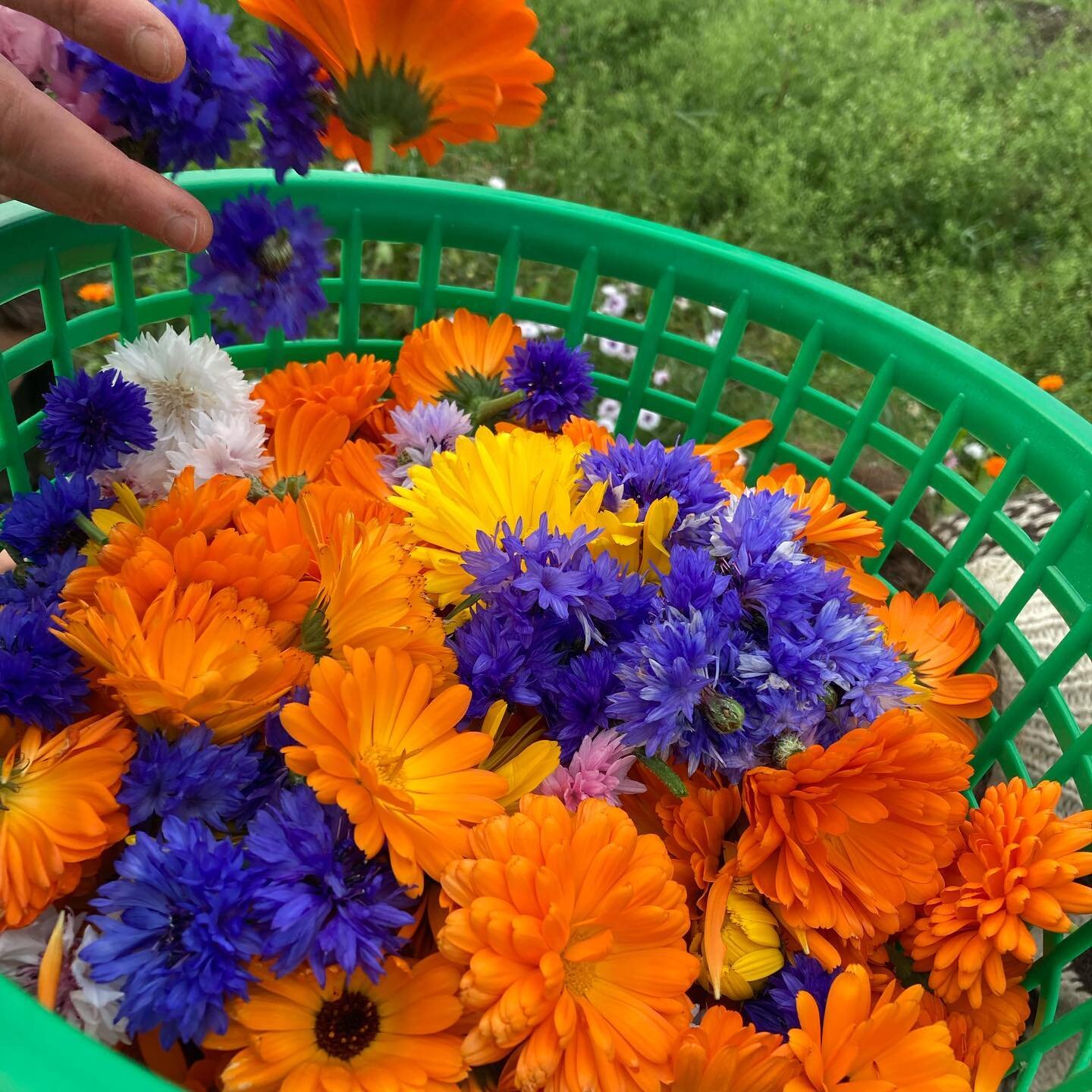 Høsten er her, men blomstene står fortsatt fint på @nost_gard enn så lenge 🥰 Vi høstet ringblomst og kornblomst for å tørke dem og senere bruke i mat og det er bare så utrolig vakkert med en kurv fu