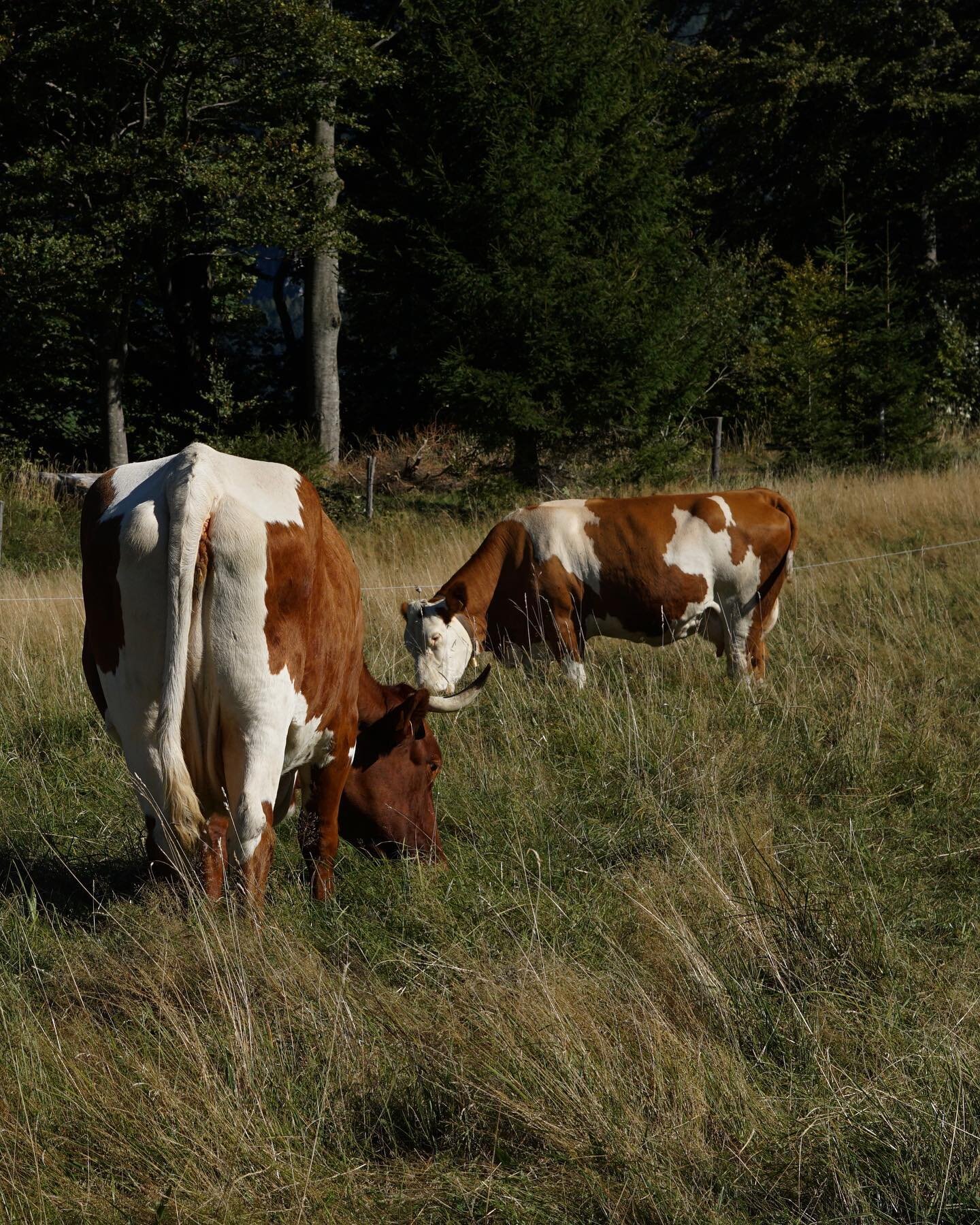 Almbewohner rund um die Stubn.

-

Cows on the pasture around Stubn.

#stubn #stubngasthaus #chiemgaueralpen #chiemseealpenland #bergh&uuml;tte #alm #k&uuml;he #auszeitaufdemberg