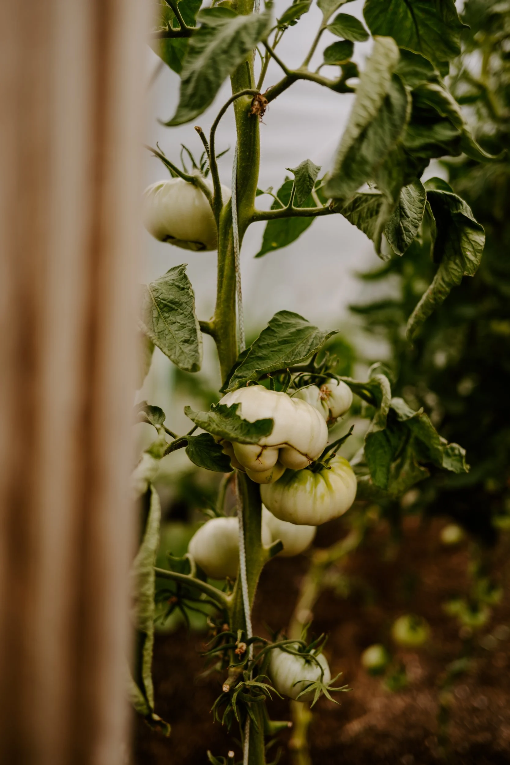 A Year at the allotment_August 2026-148.jpg