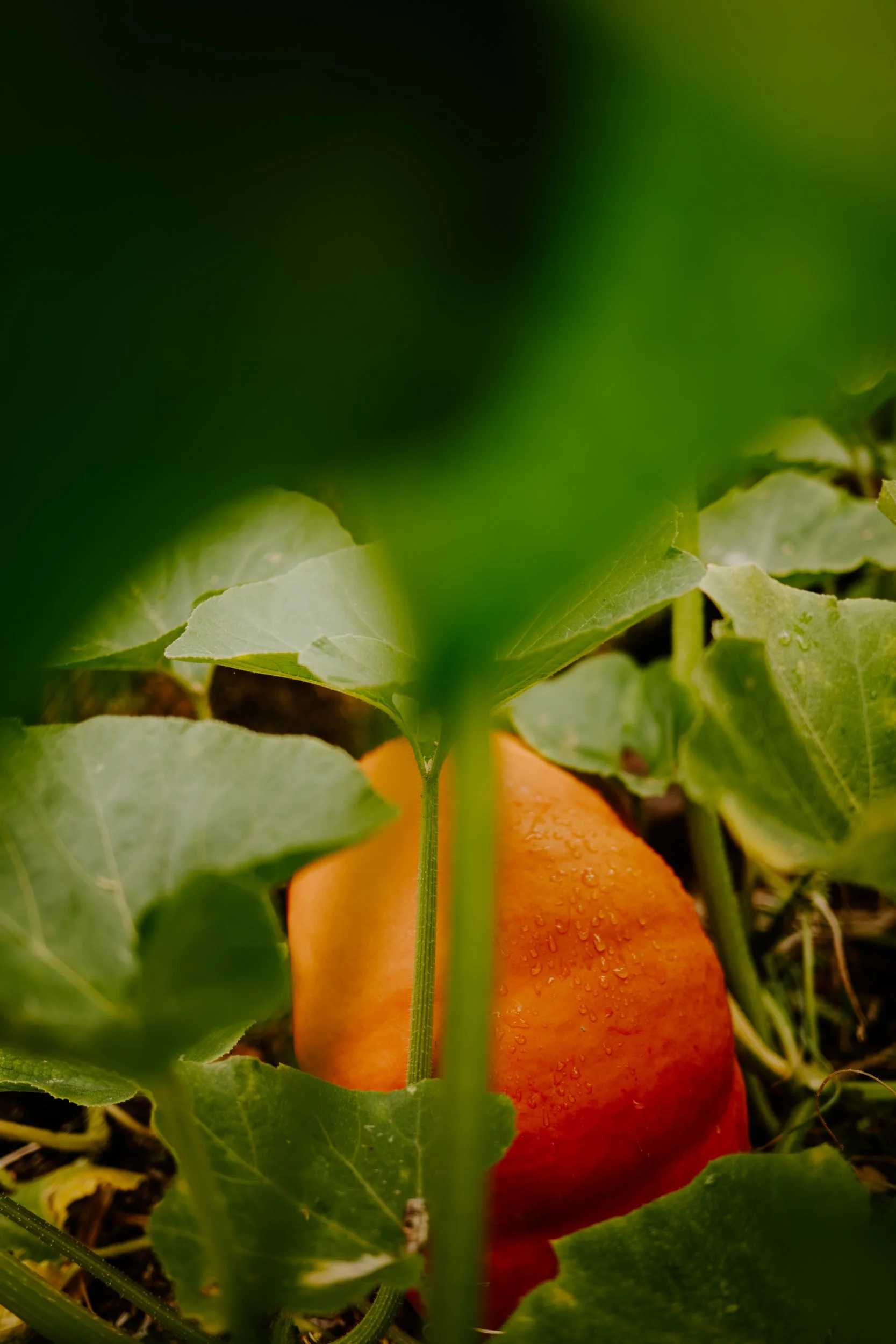 A Year at the allotment_August 2026-184.jpg