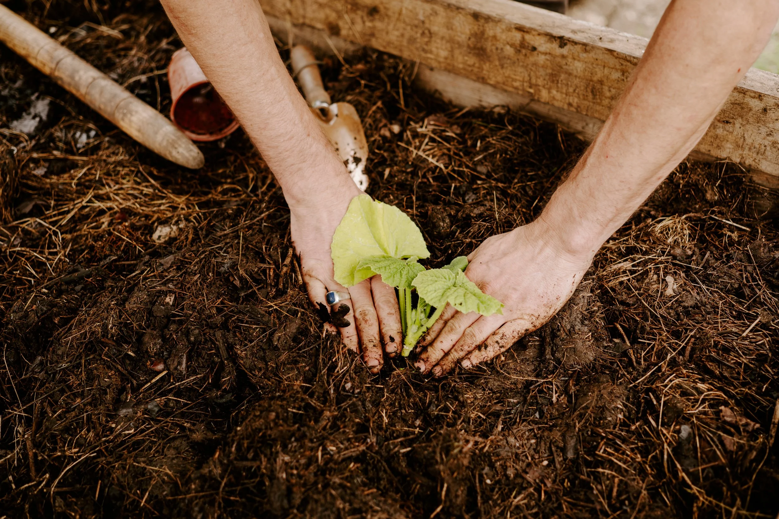 A Year At The Allotment_June-192.jpg