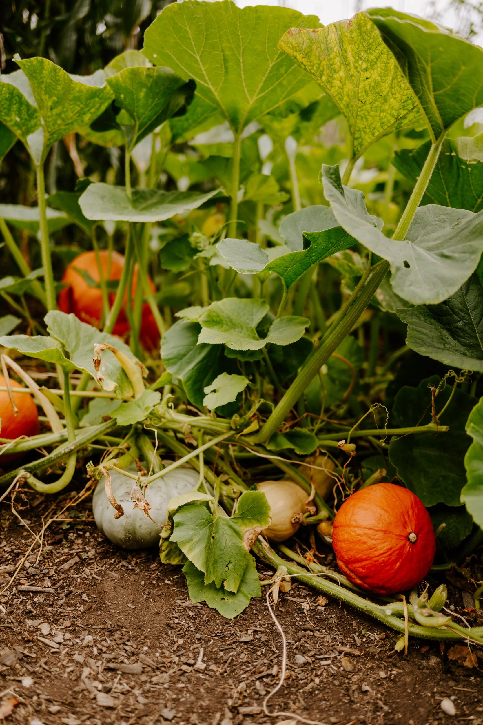 A Year at the allotment_August 2026-182.jpg