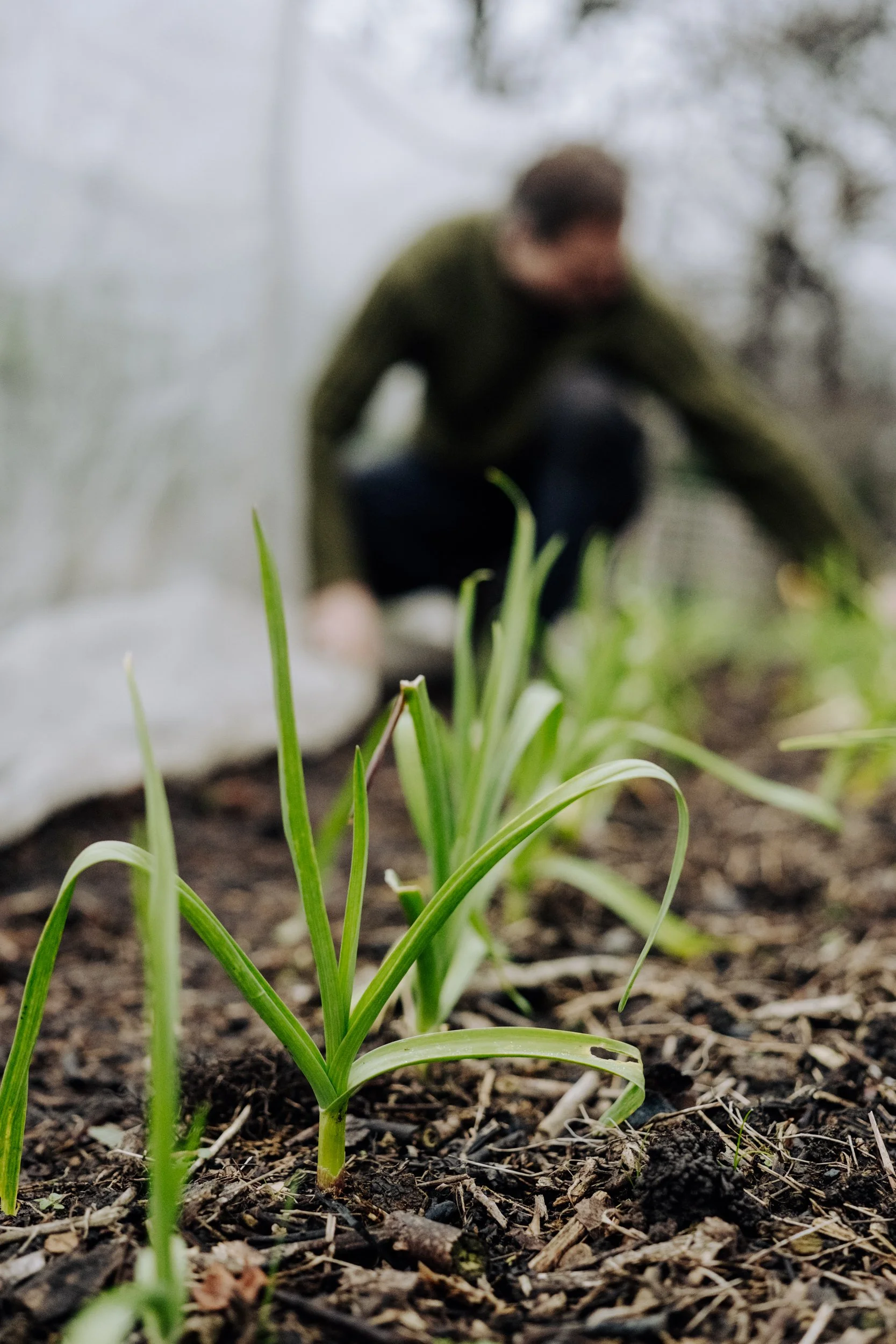 A Year at the Allotment December 2025-108.jpg