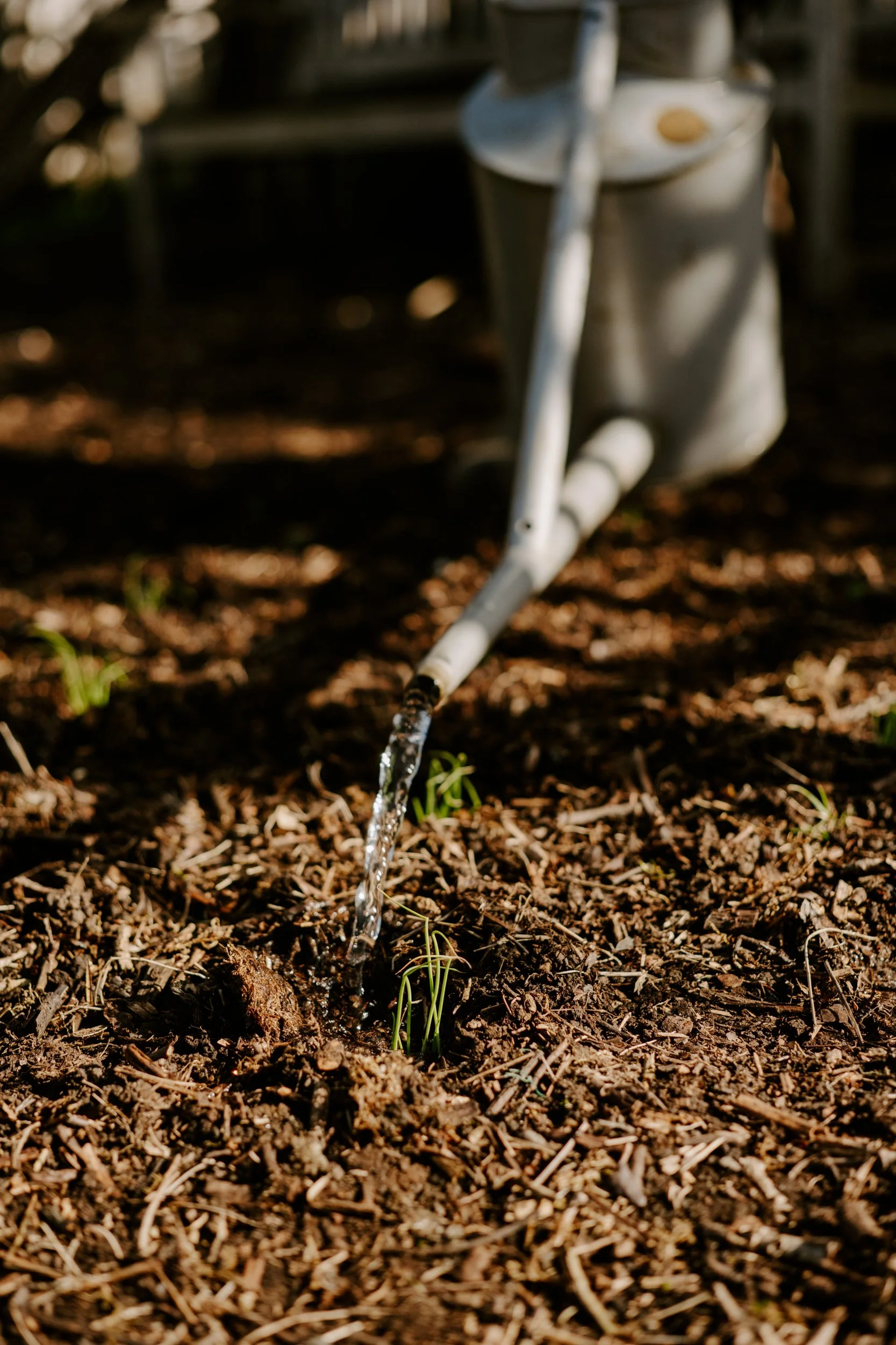 A Year at the Allotment_March-194.jpg