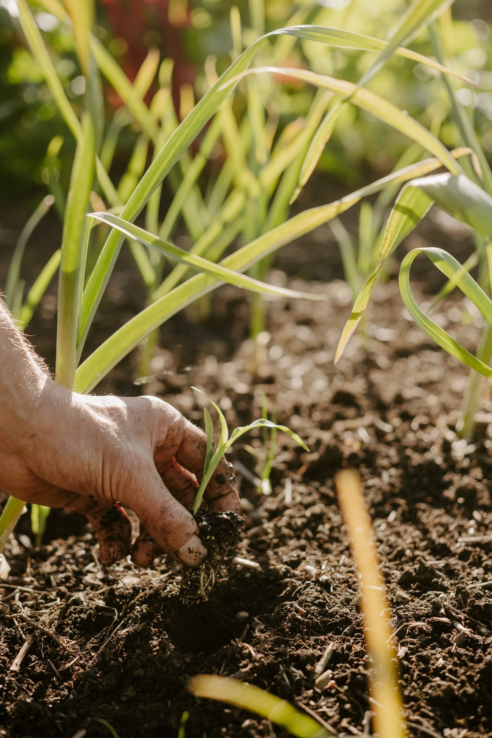 A Year At The Allotment_April-160.jpg
