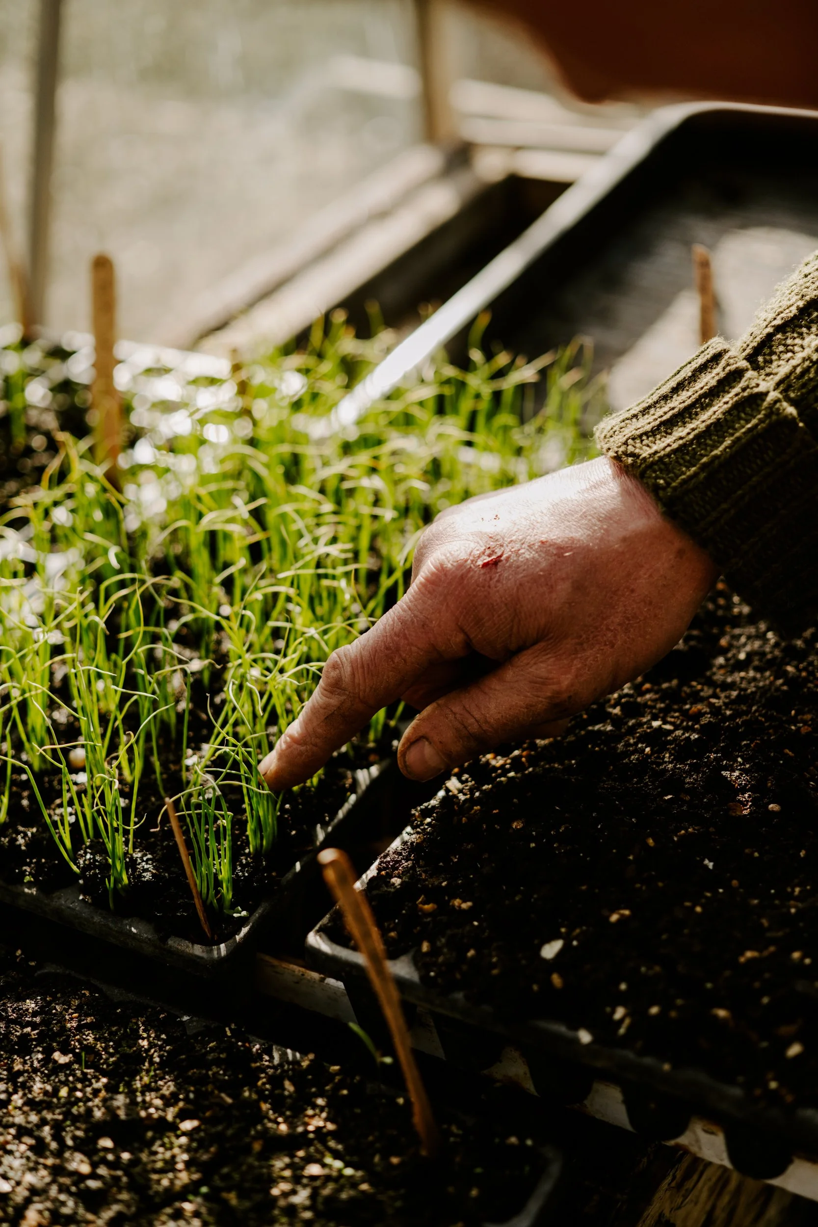 A Year at the Allotment_March-131.jpg