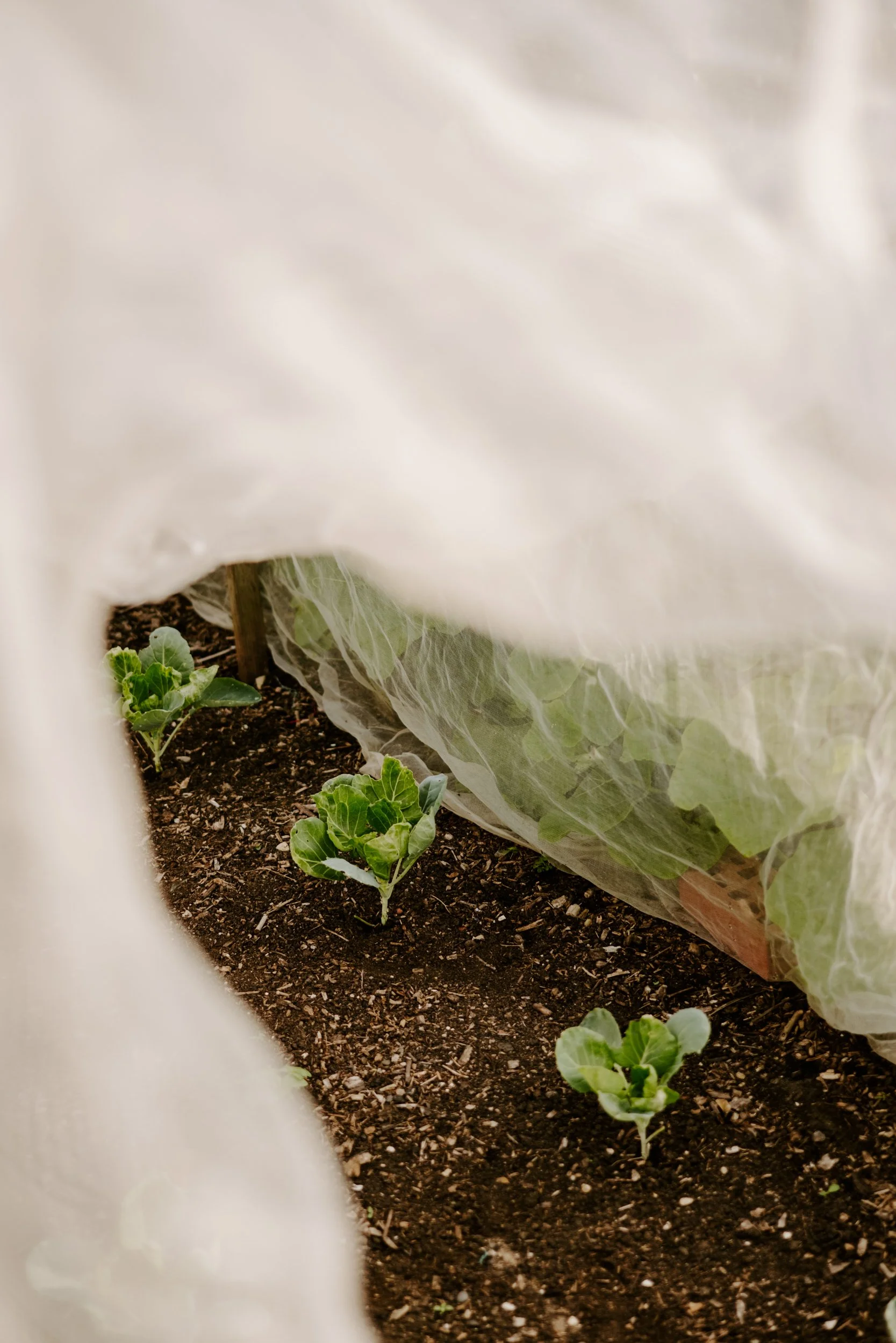 TSP_A Year At The Allotment_July 2026-115.jpg
