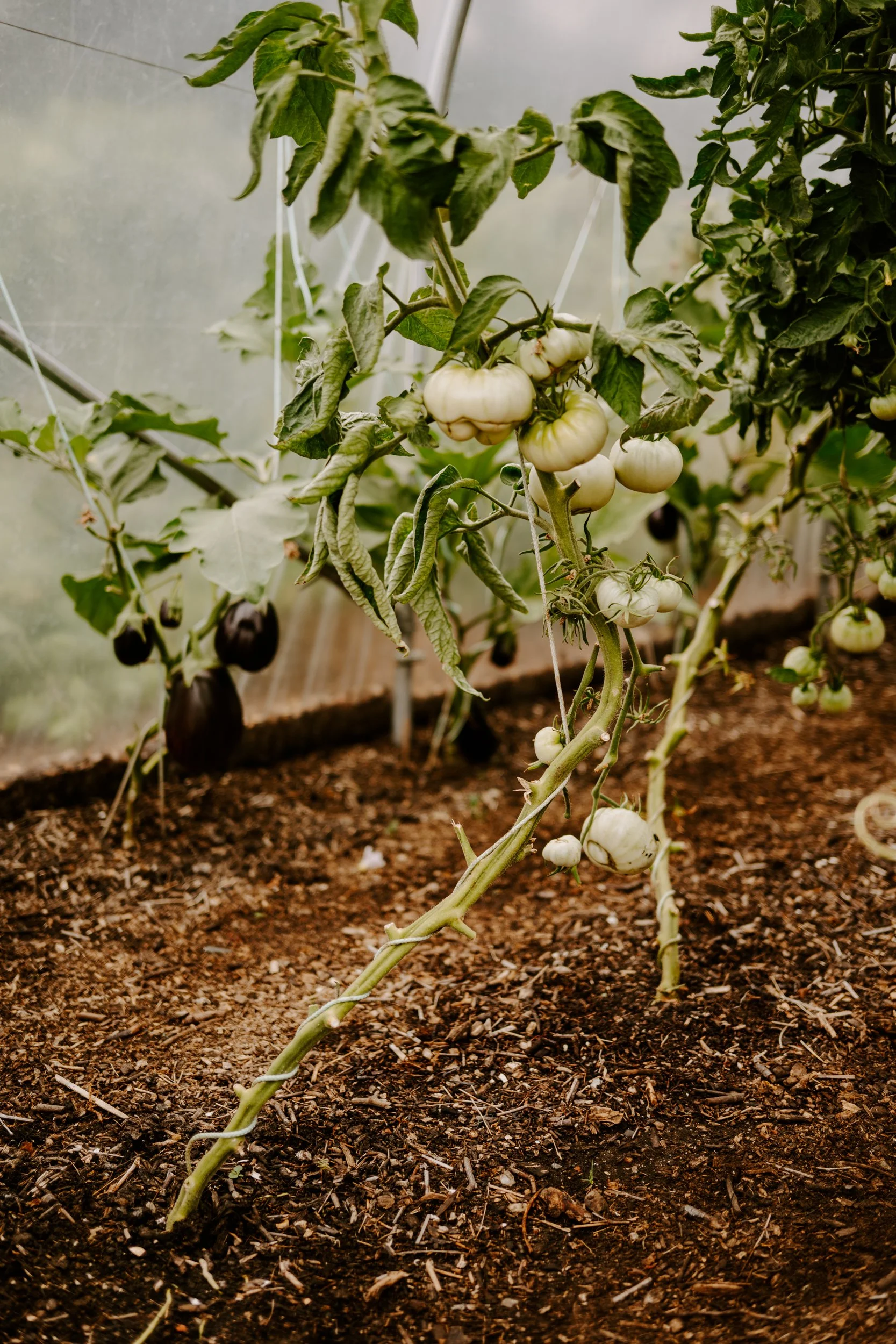 A Year at the allotment_August 2026-197.jpg