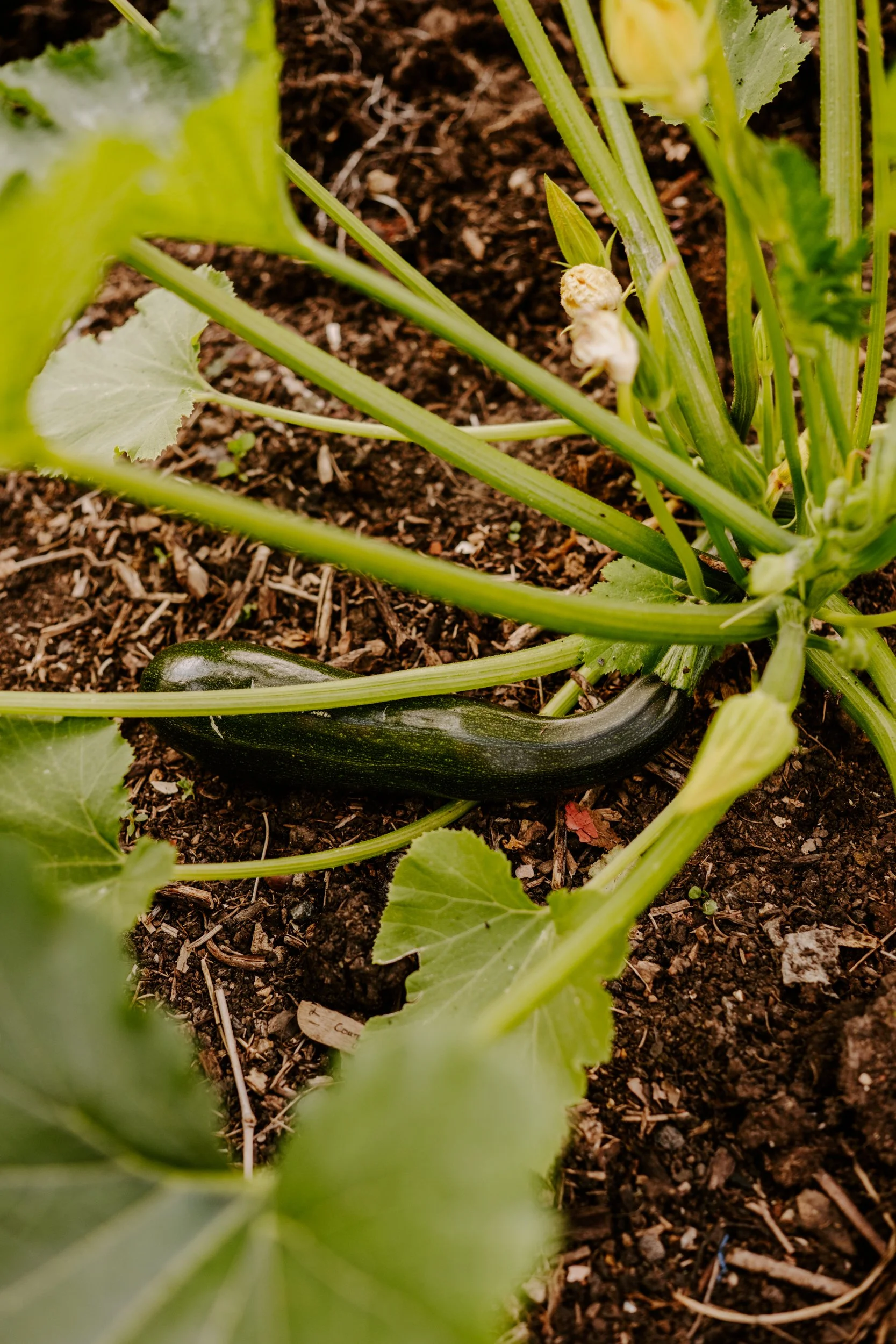 TSP_A Year At The Allotment_July 2026-150.jpg