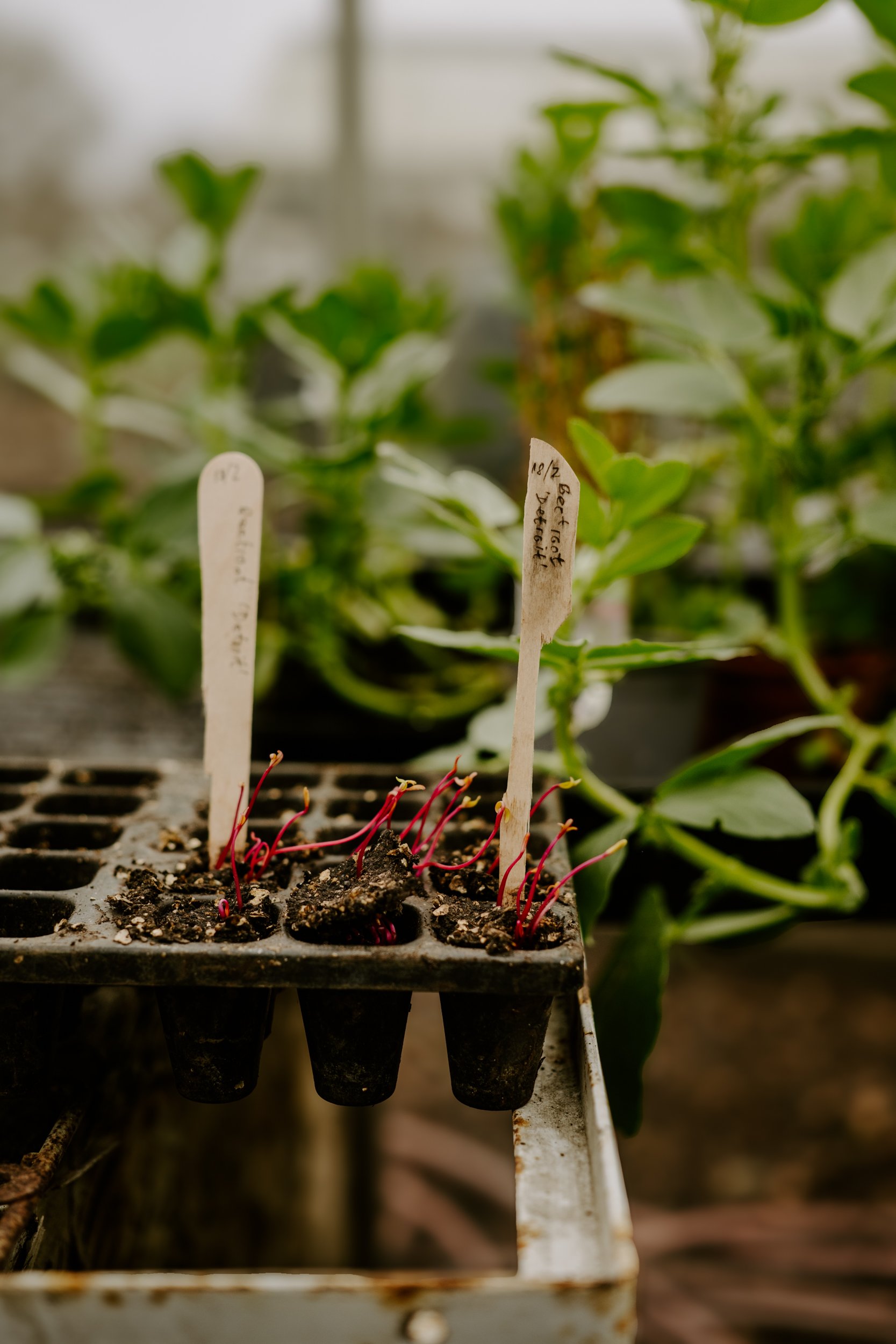 A Year at the allotment_February 2026-109.jpg