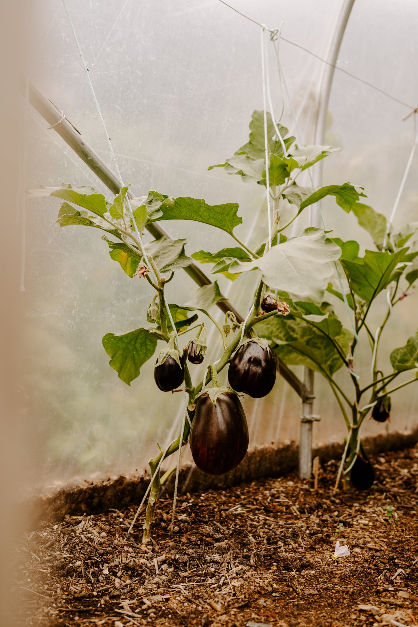 A Year at the allotment_August 2026-187.jpg