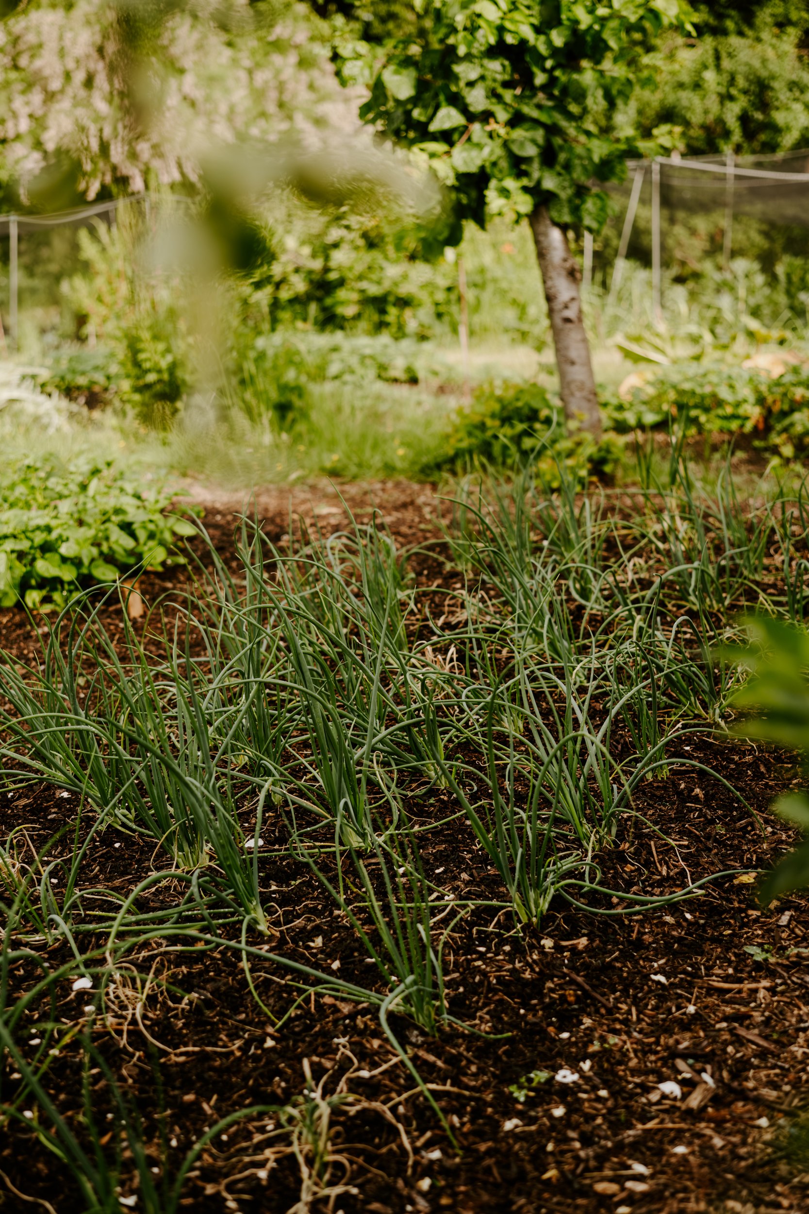 A Year at the Allotment_May 2026-197.jpg