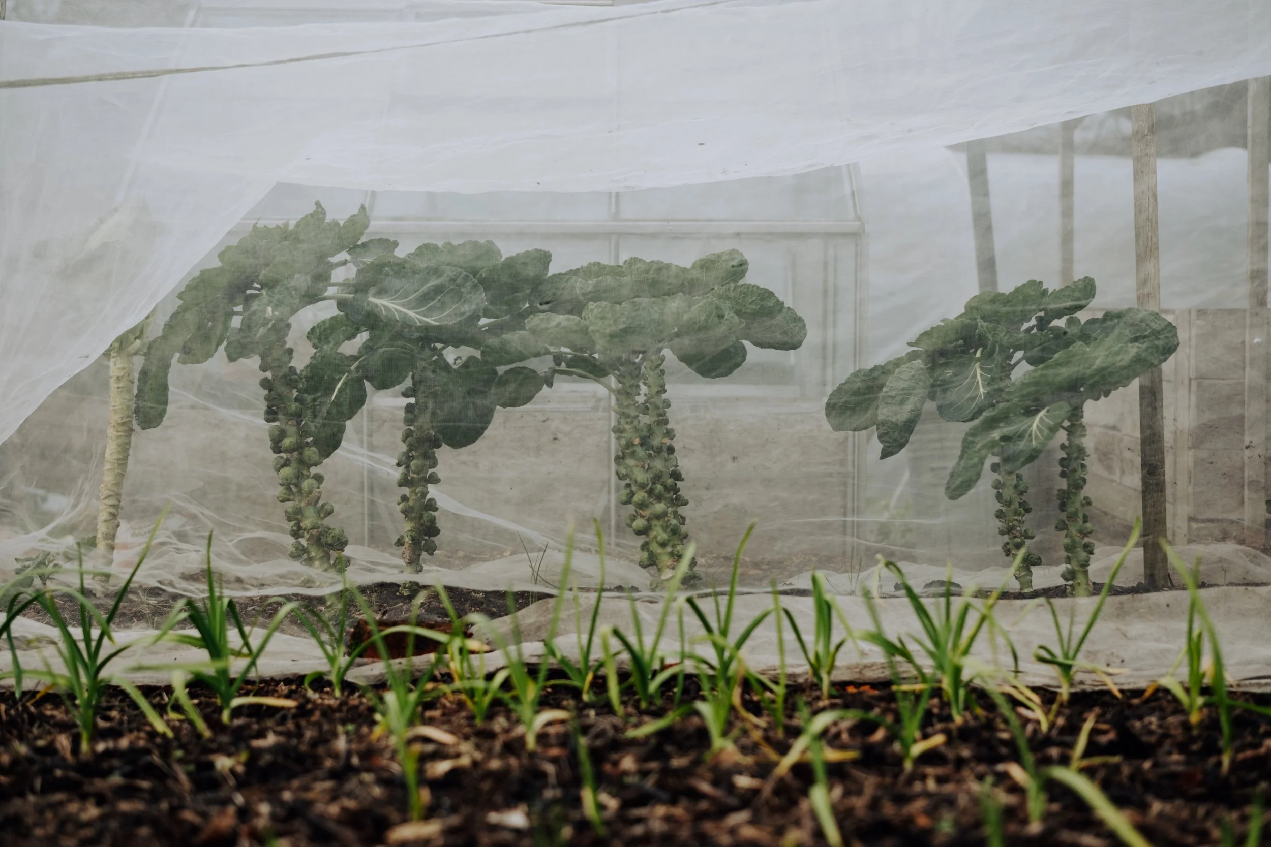 A Year at the Allotment December 2025-153.jpg