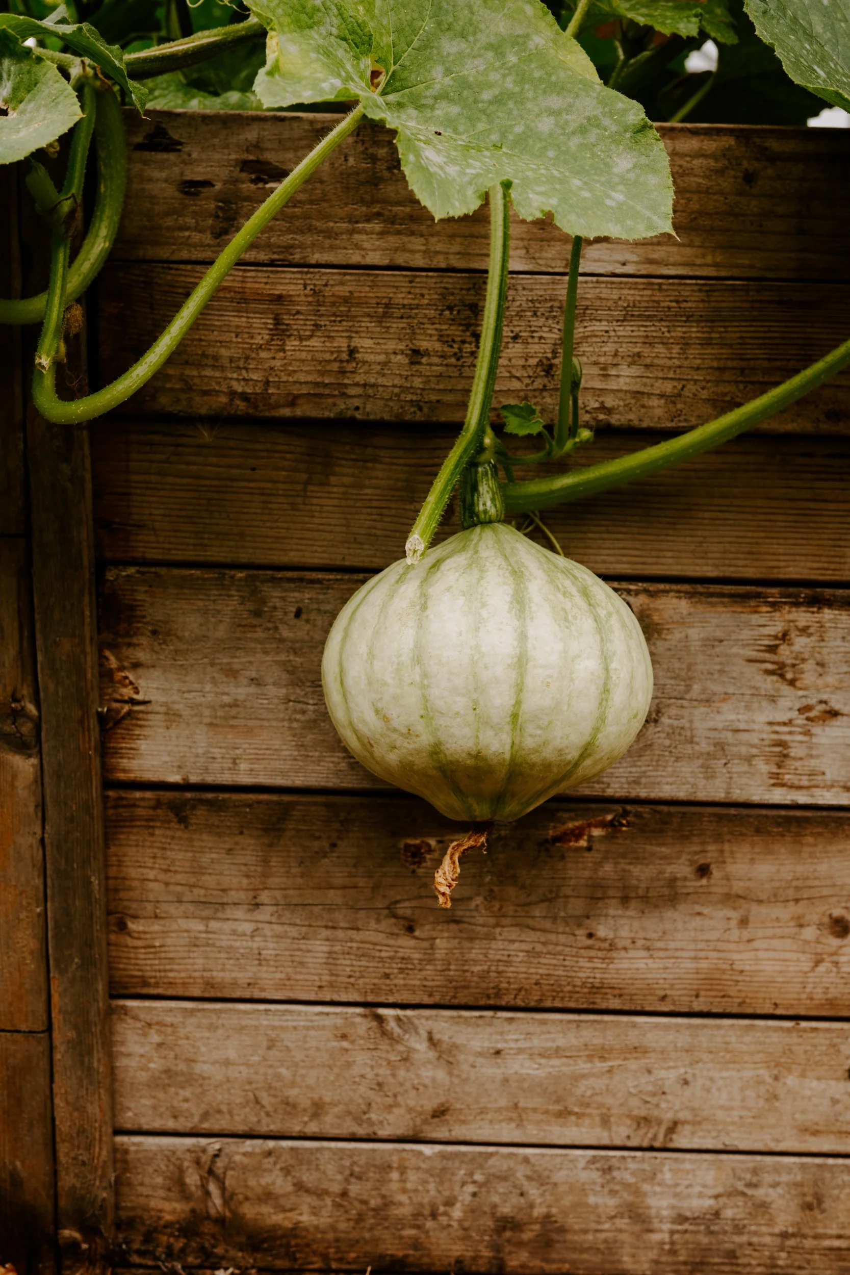 A Year at the allotment_August 2026-170.jpg