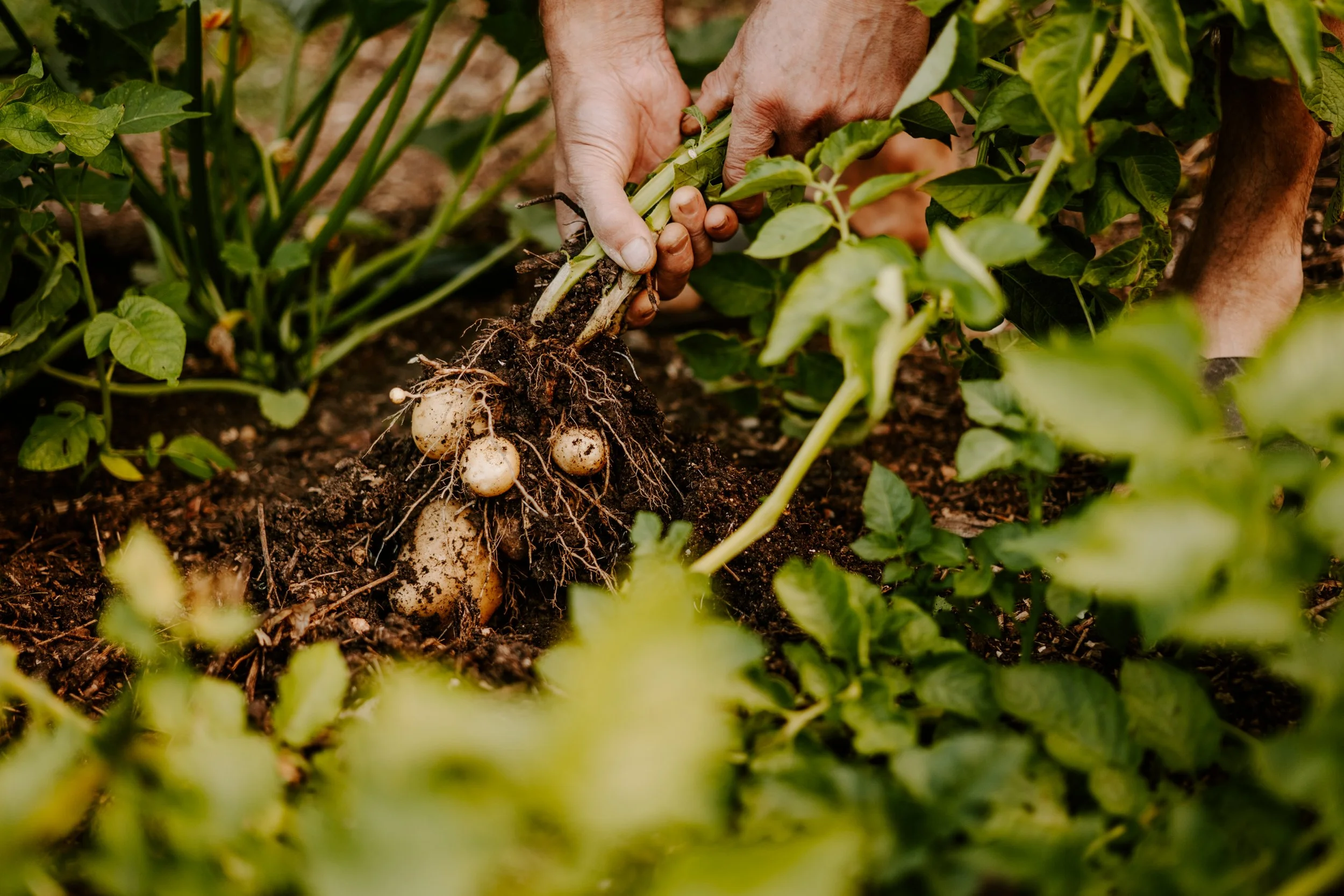TSP_A Year At The Allotment_July 2026-135.jpg