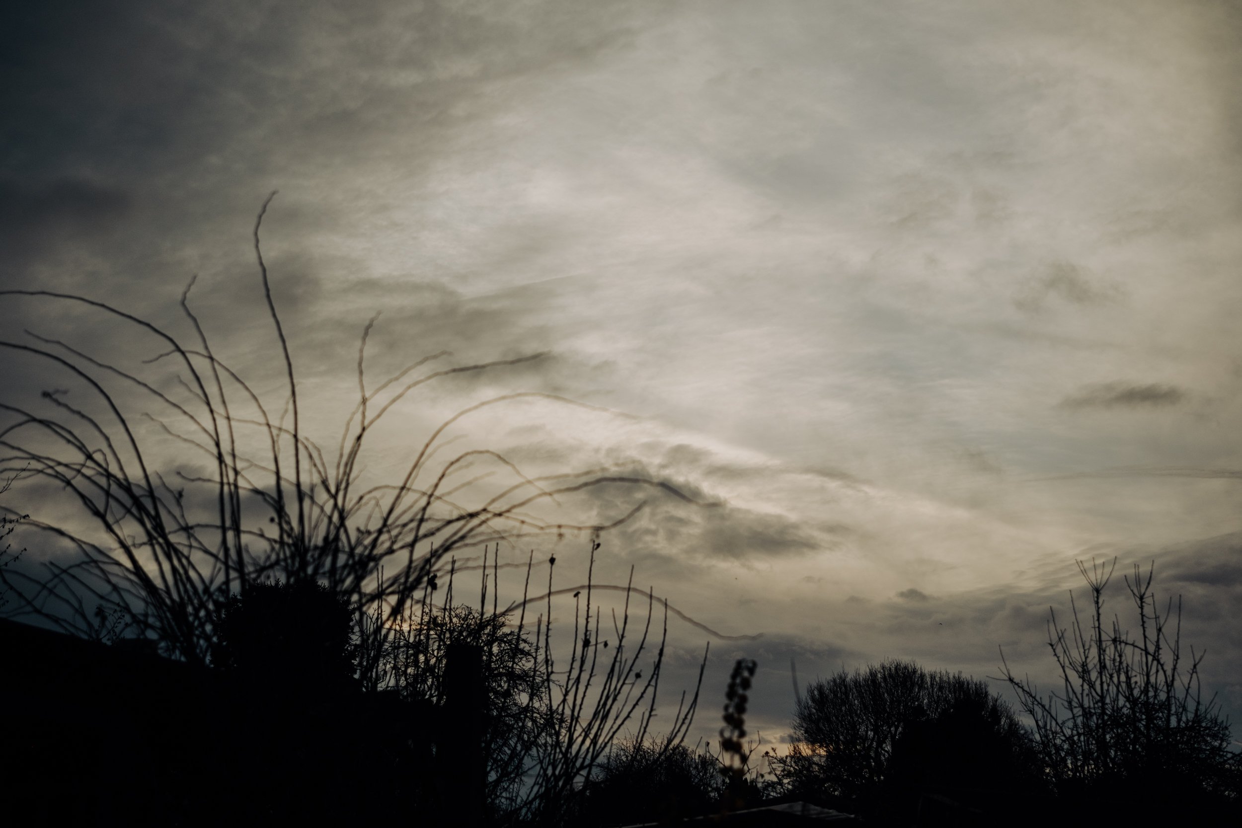 A Year at the Allotment December 2025-146.jpg