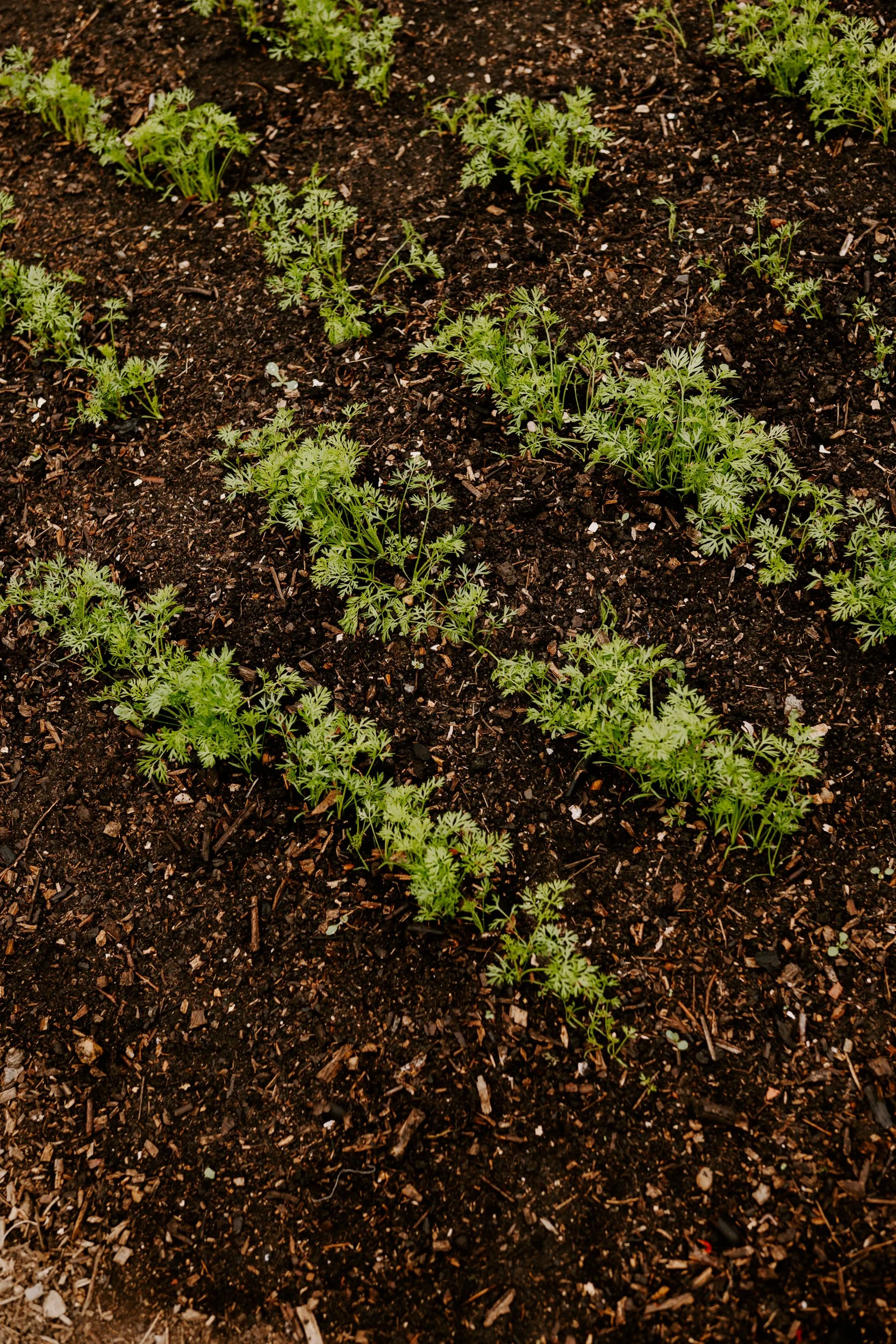 A Year at the allotment_August 2026-126.jpg