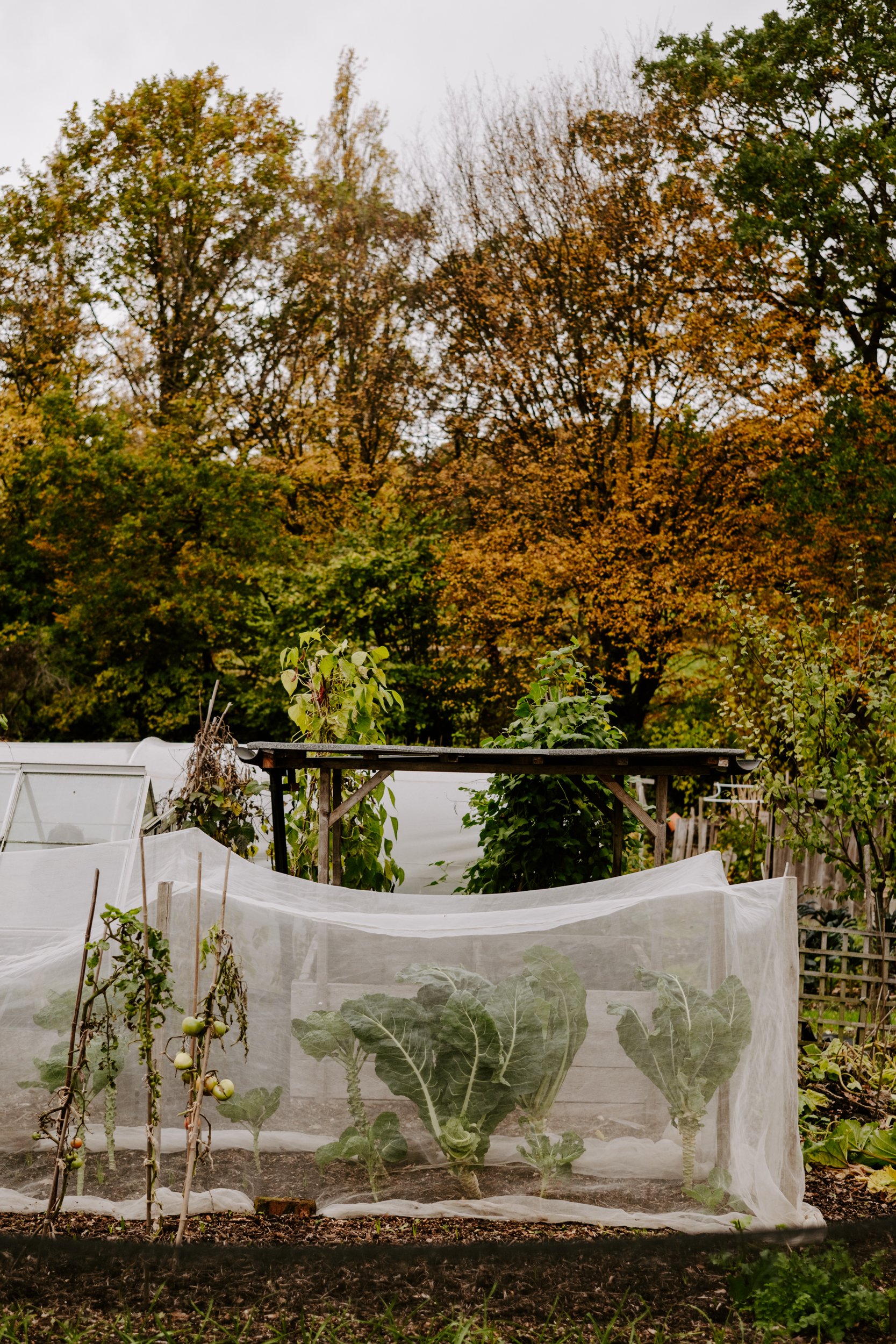 A Year on the Allotment_October 2025-385.jpg