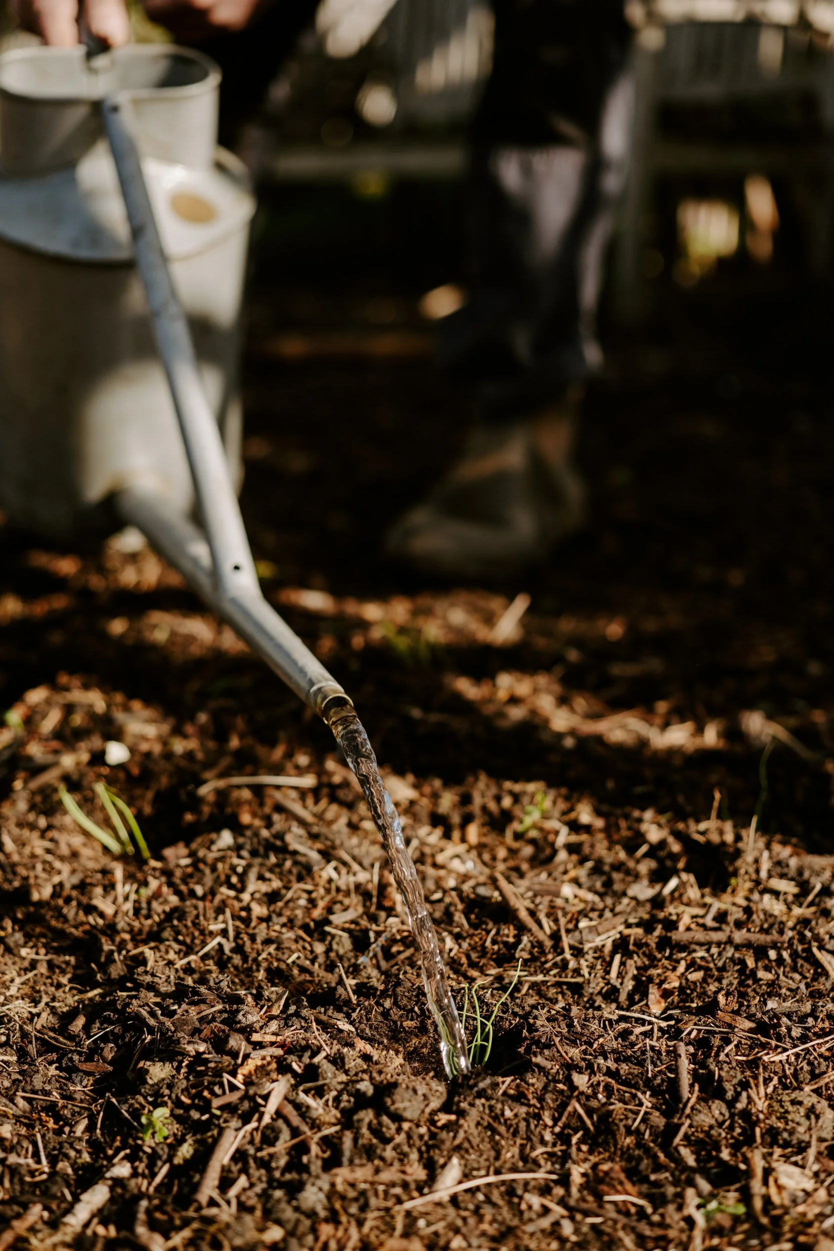 A Year at the Allotment_March-196.jpg