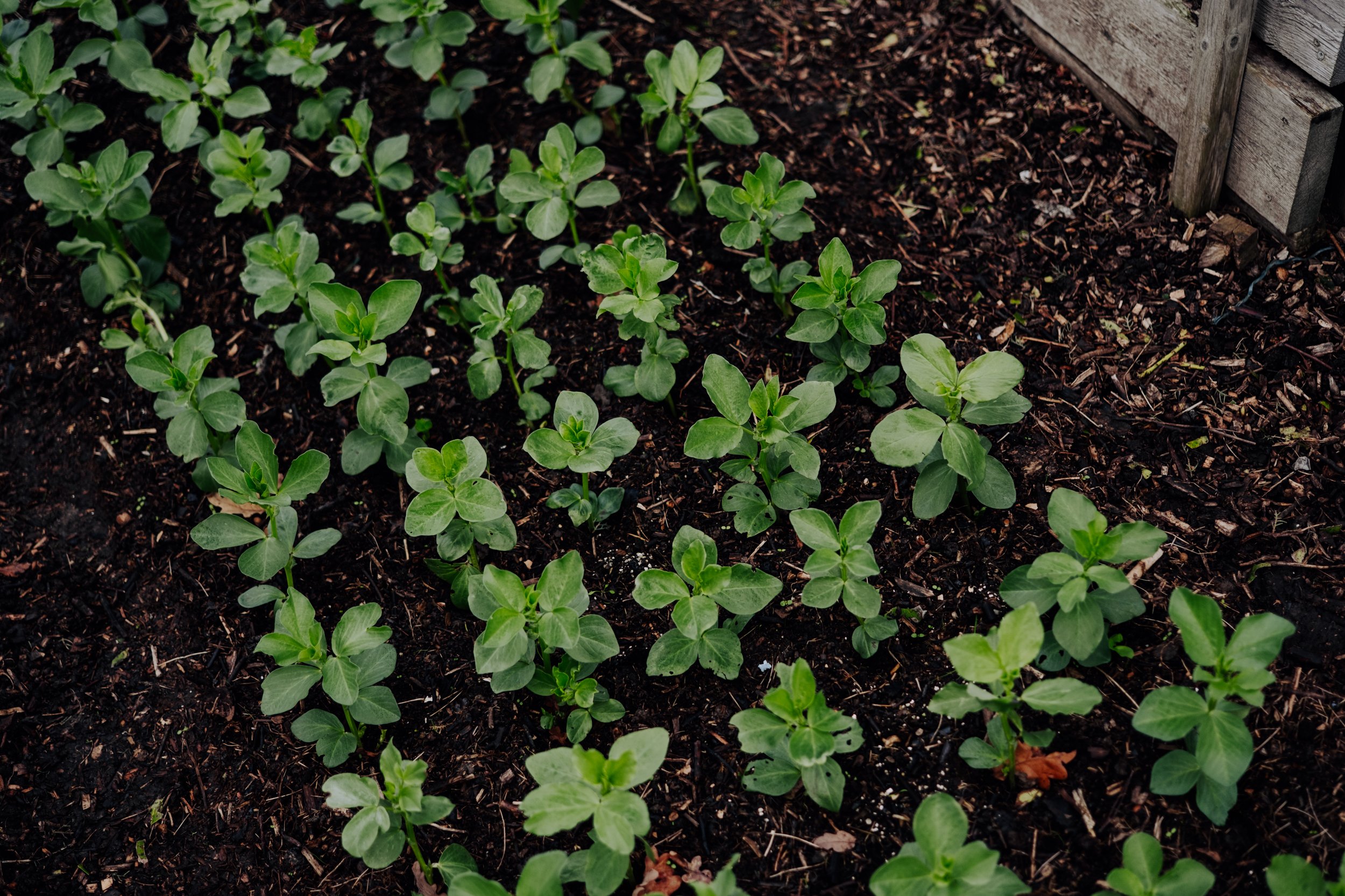 A Year at the Allotment December 2025-169.jpg