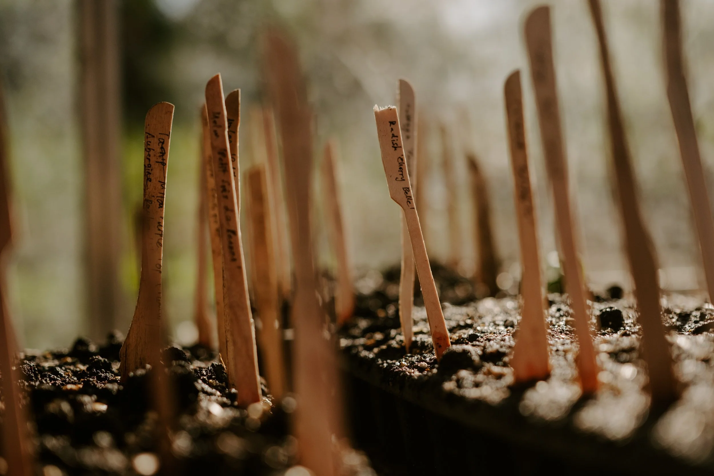 A Year At The Allotment_April-148.jpg