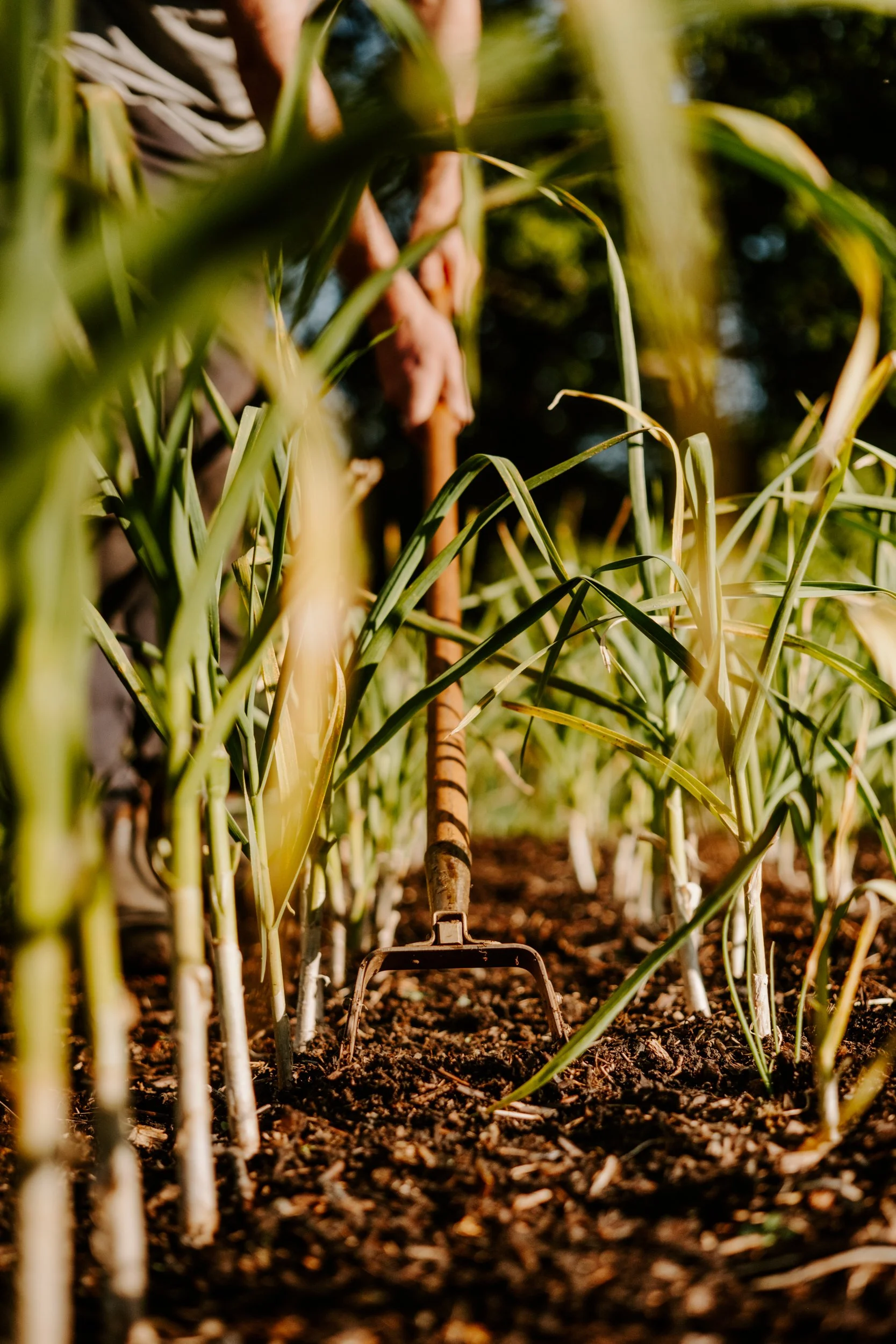 A Year At The Allotment_April-116.jpg