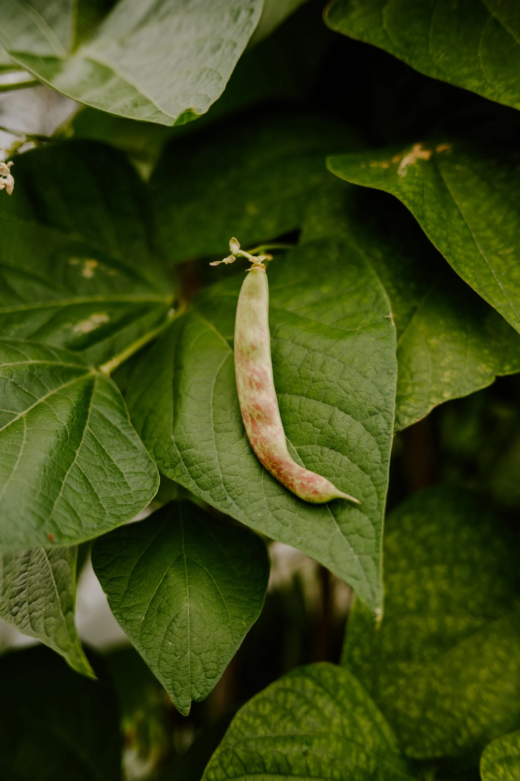 A Year at the allotment_August 2026-205.jpg