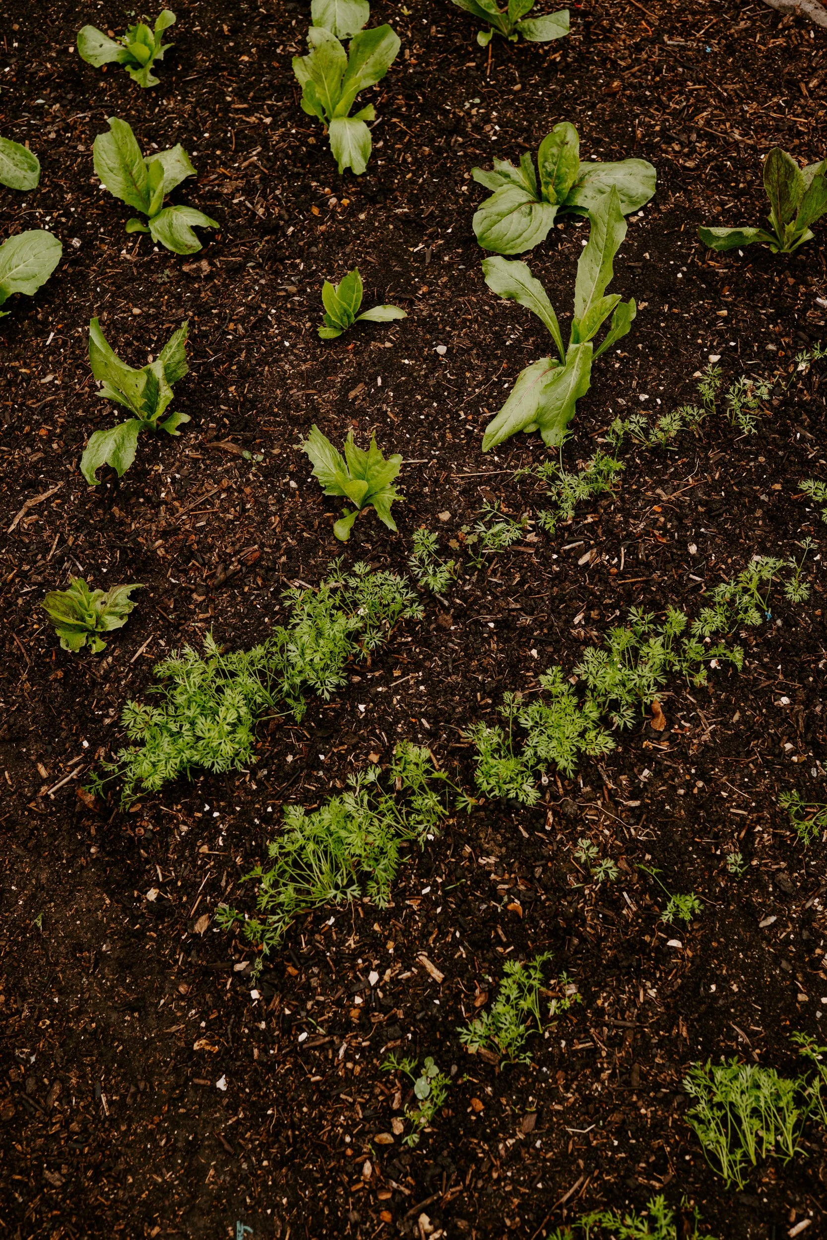 A Year at the allotment_August 2026-217.jpg