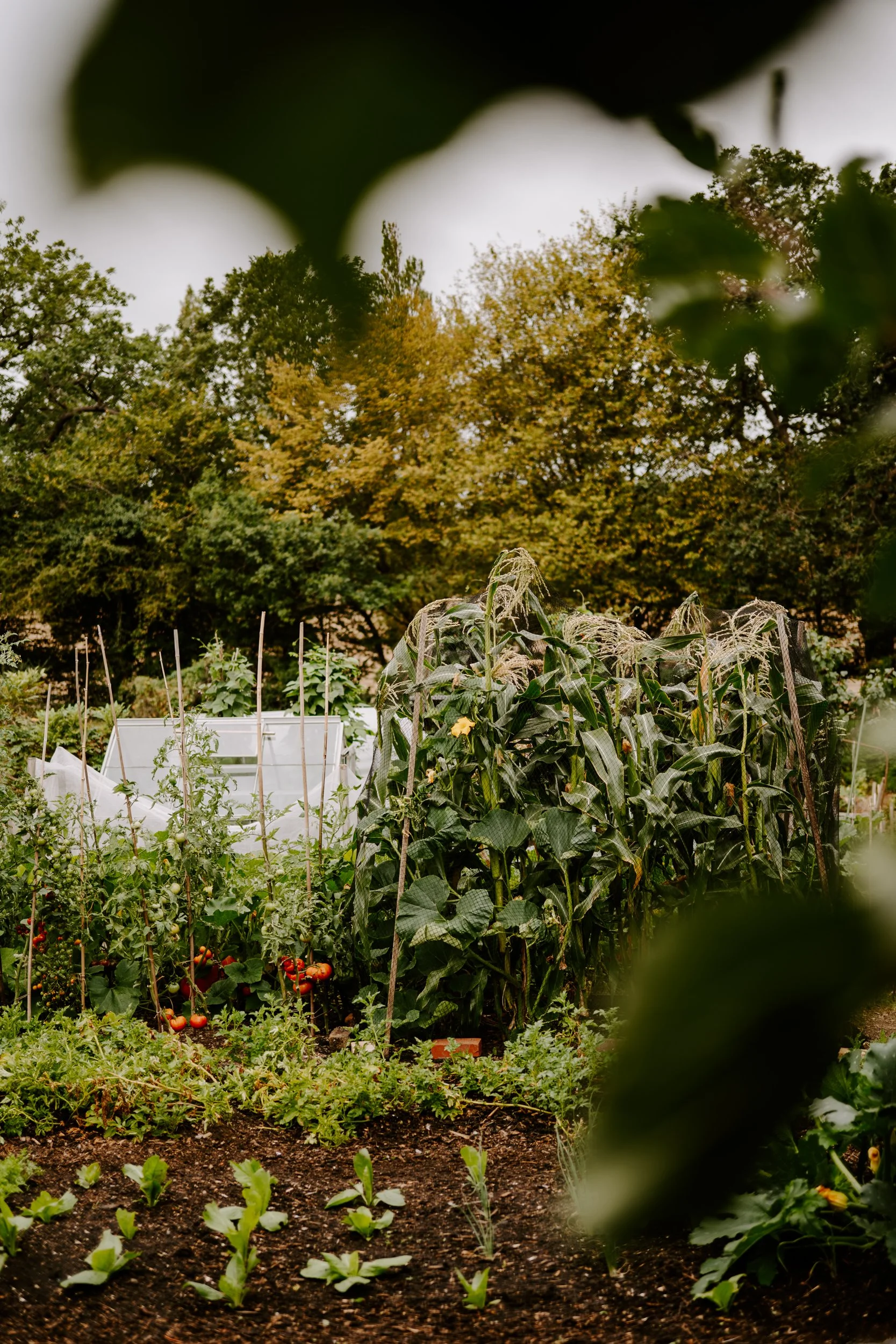 A Year at the allotment_August 2026-103.jpg