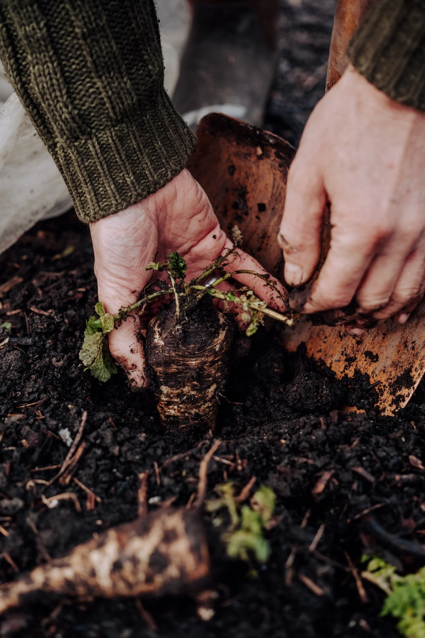 A Year at the Allotment December 2025-137.jpg