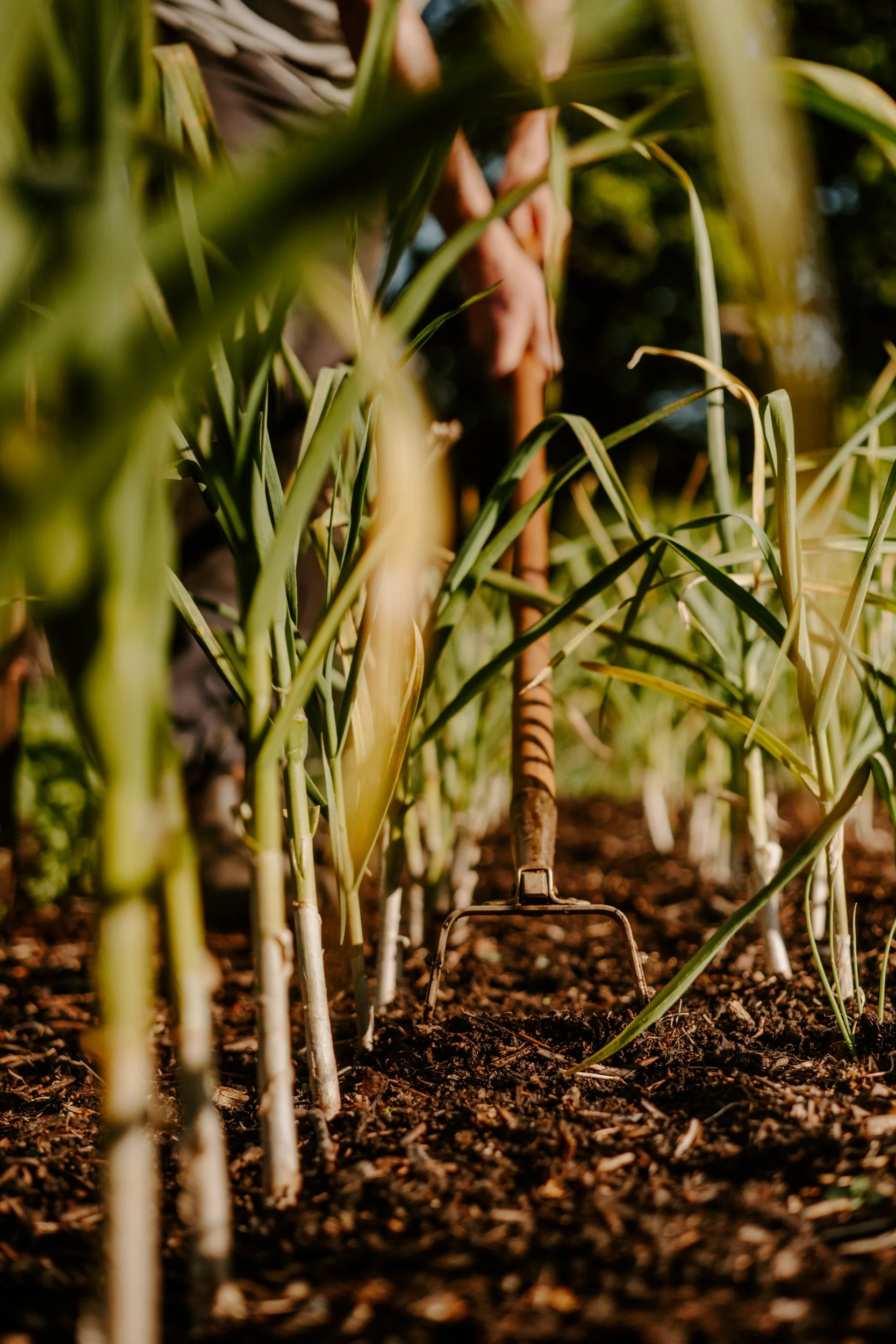 A Year At The Allotment_April-115.jpg