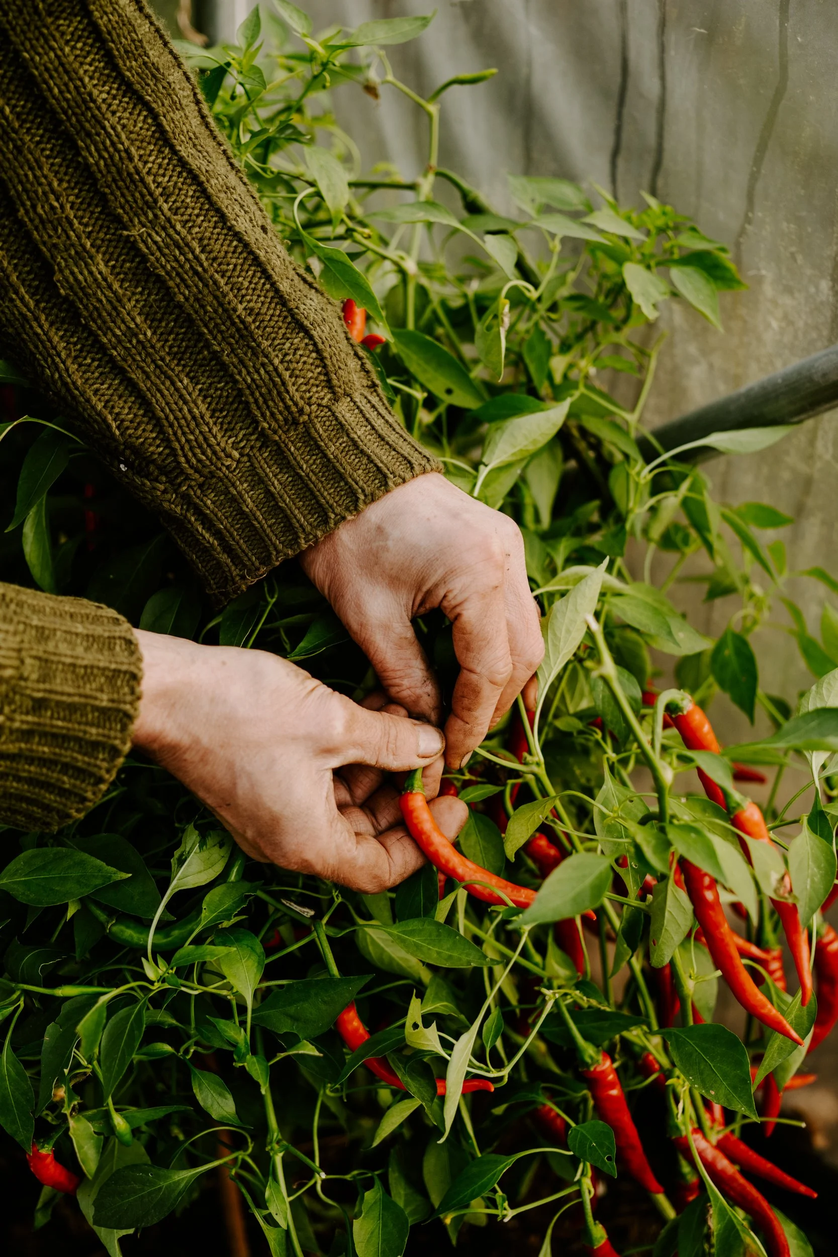 A Year on the Allotment_October 2025-160.jpg