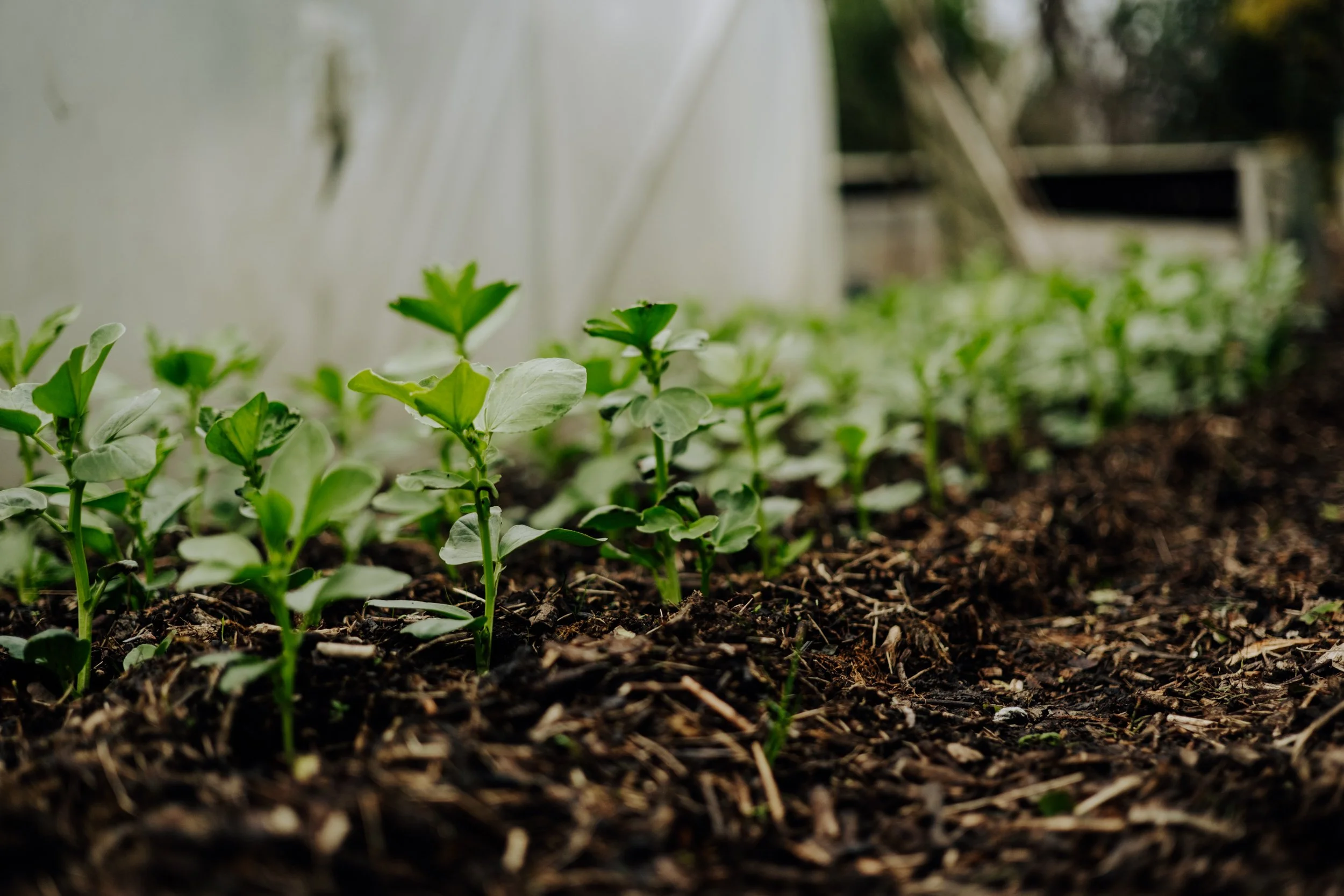 A Year at the Allotment December 2025-173.jpg