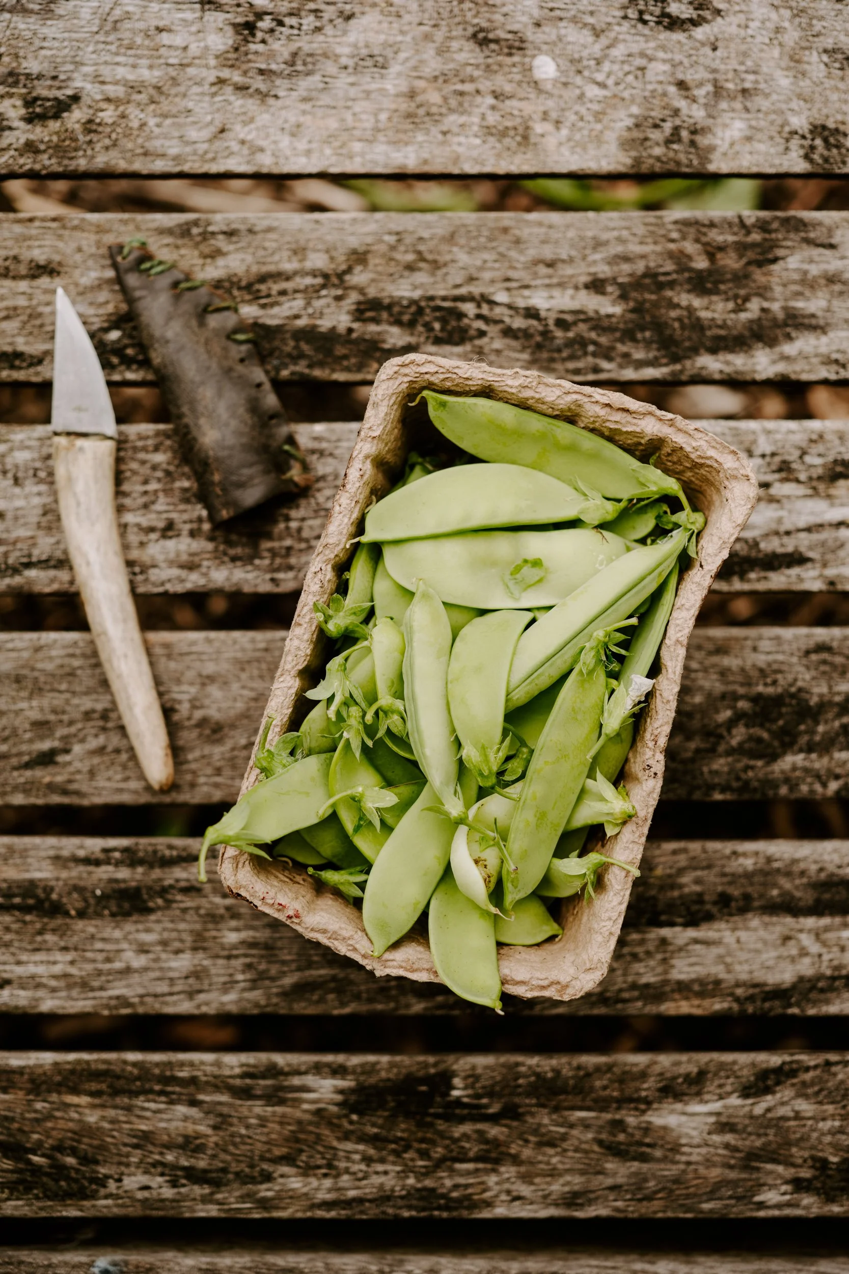A Year At The Allotment_June-158.jpg