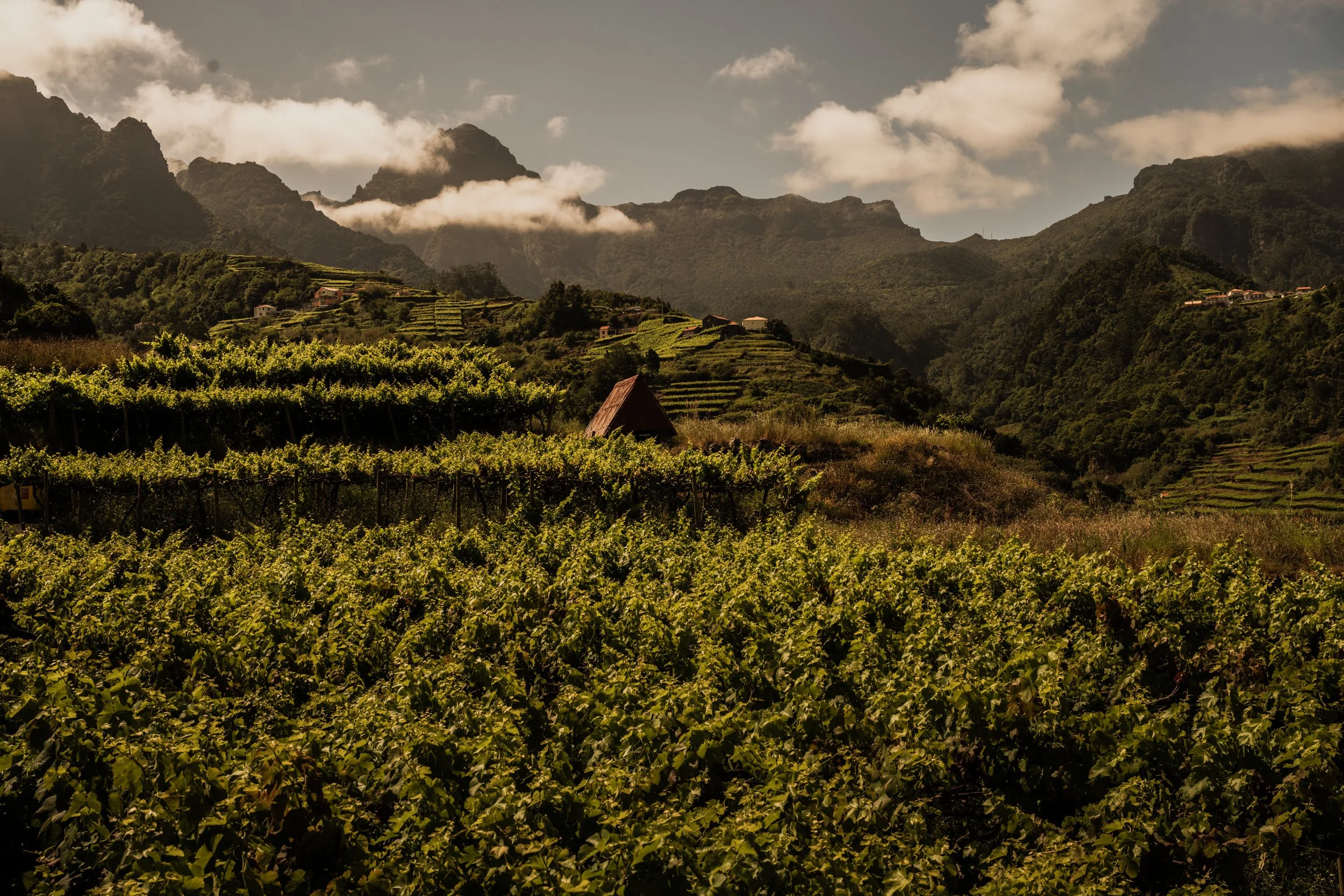 20240530-Purple_Bushmills_Madeira-213.jpg