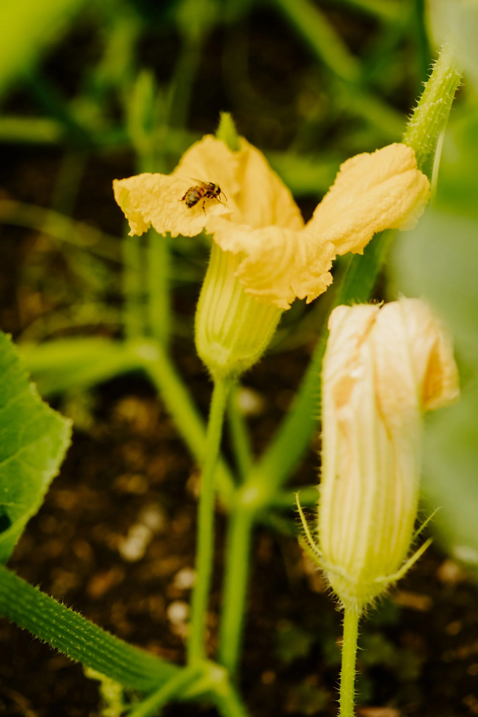 TSP_A Year At The Allotment_July 2026-172.jpg