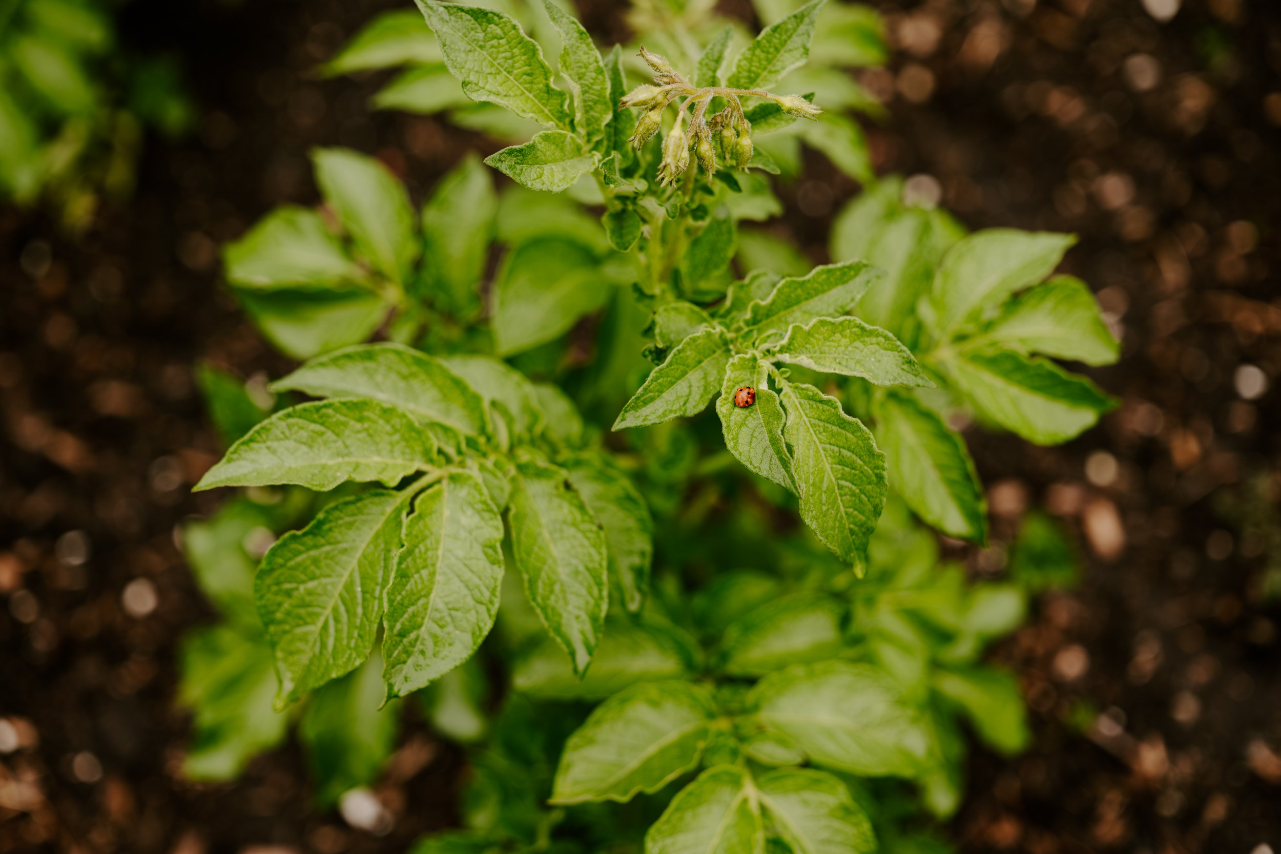 A Year At The Allotment_June-111.jpg