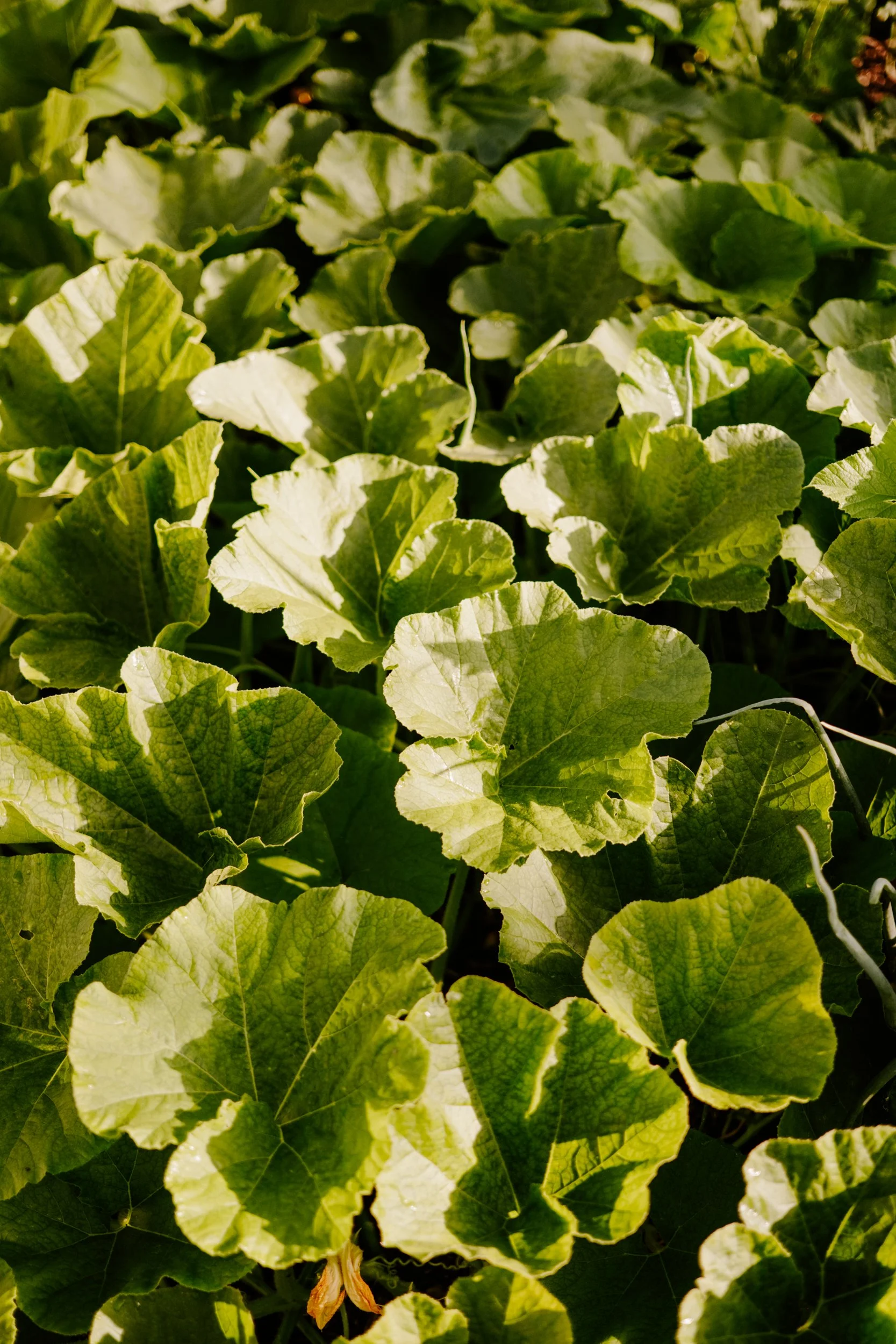 TSP_A Year At The Allotment_July 2026-118.jpg