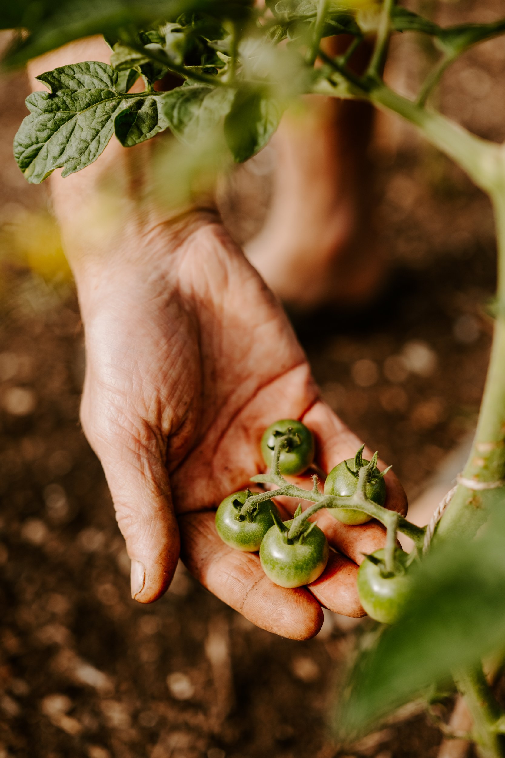TSP_A Year At The Allotment_July 2026-175.jpg