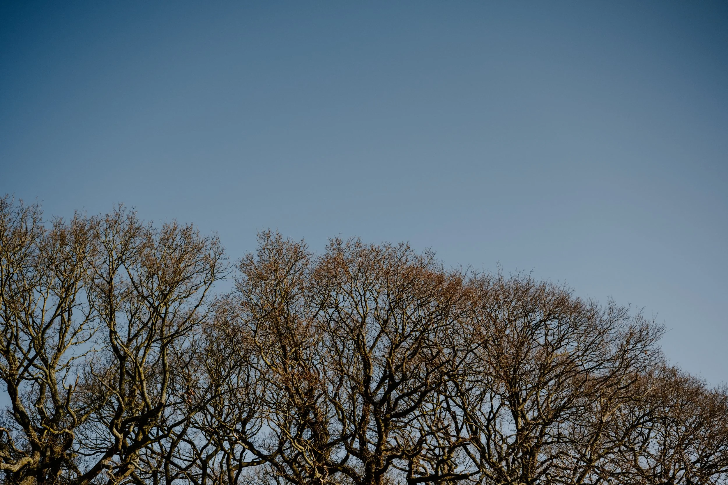 A Year at the Allotment_March-124.jpg