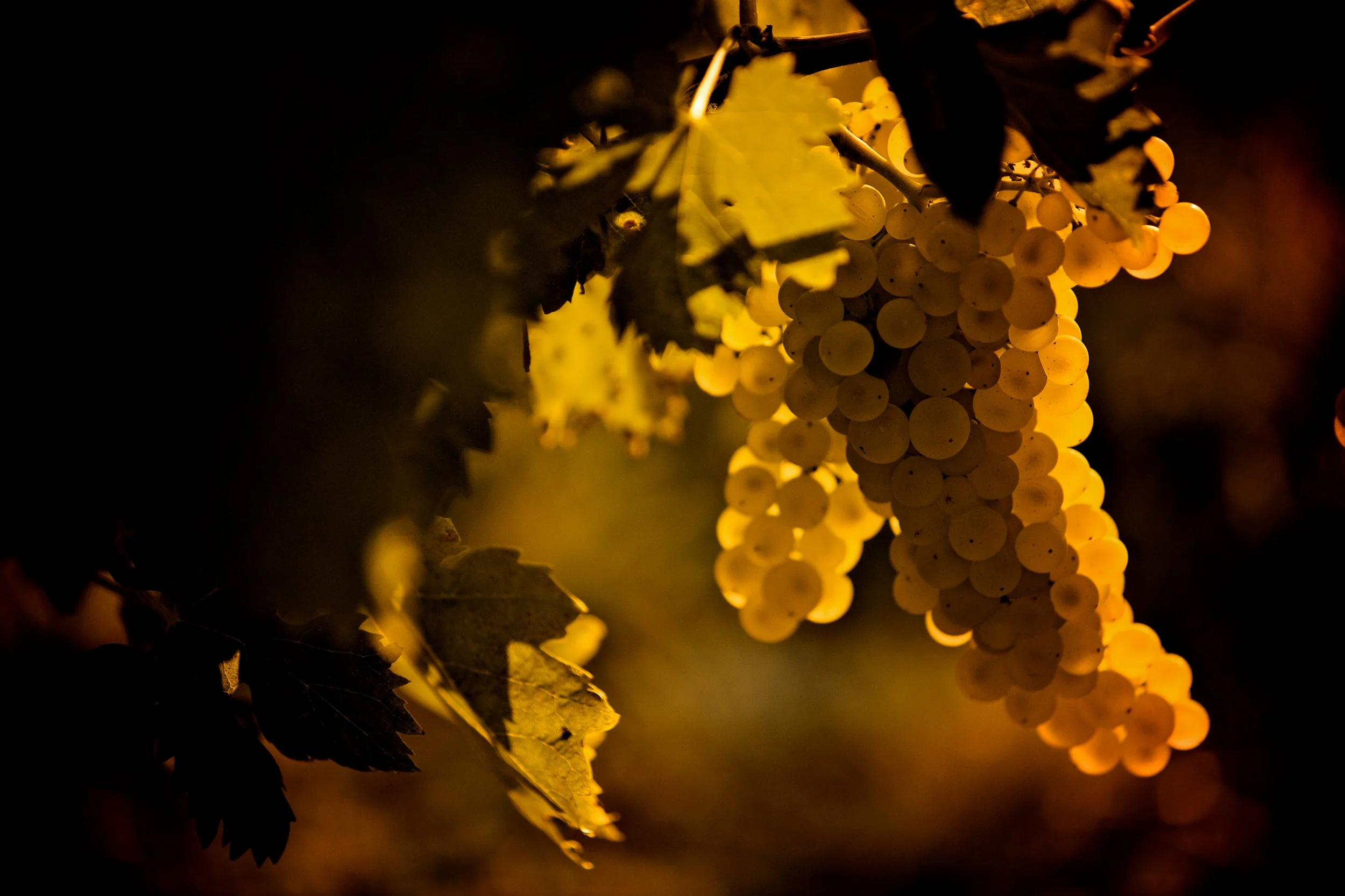Thomas Skovsende Website-The Craft Of Cognac-103-2.jpg