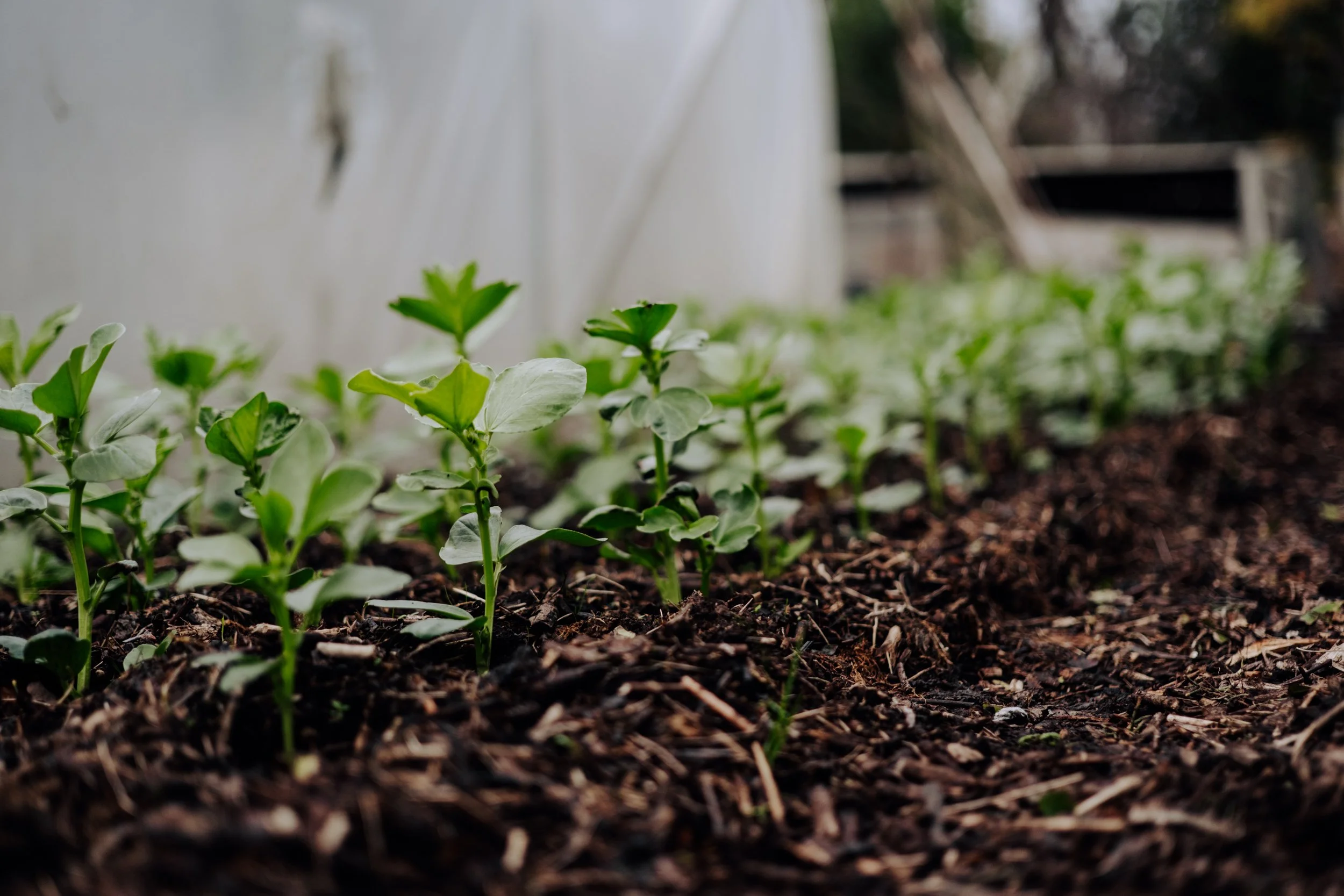 A Year at the Allotment December 2025-173.jpg