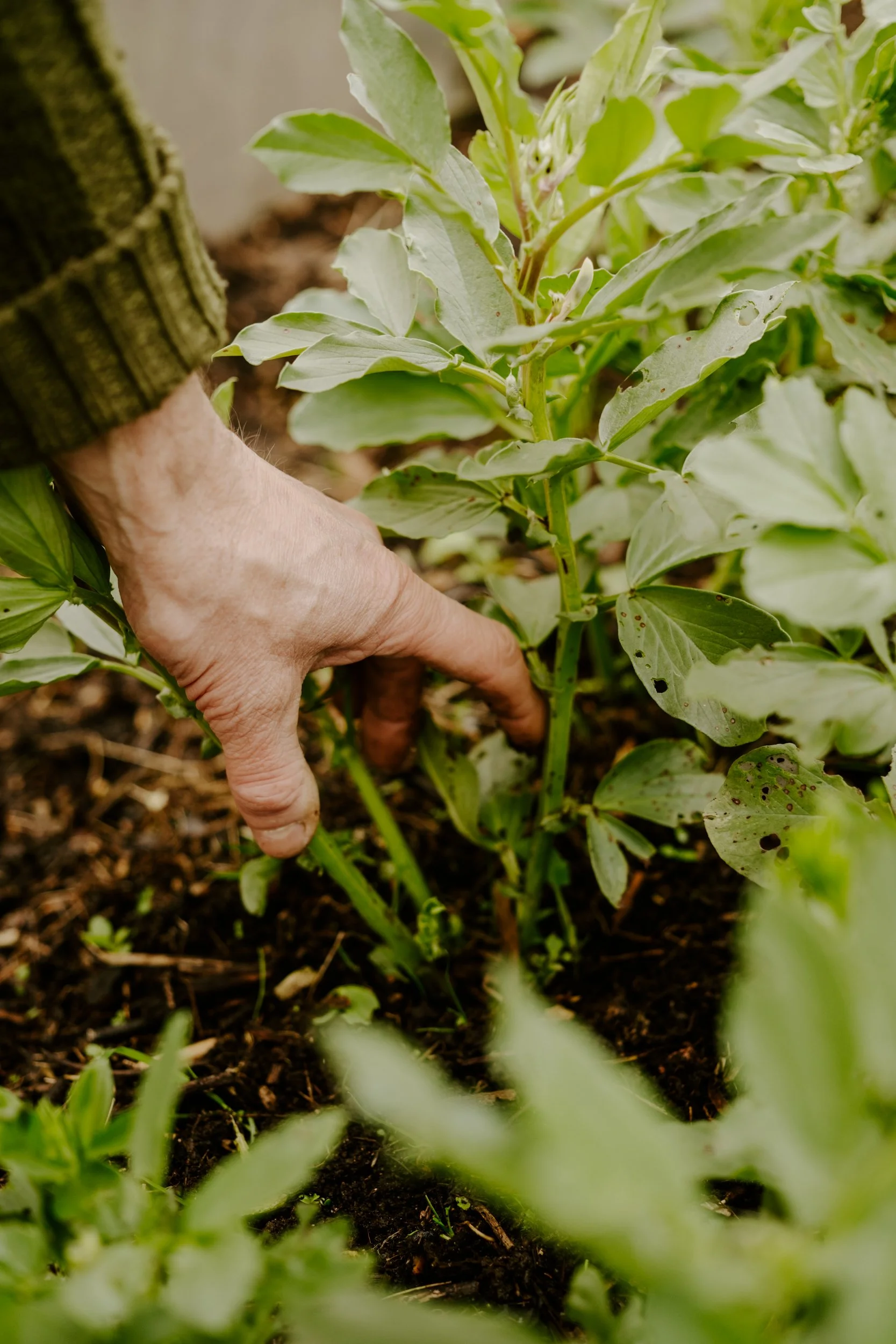 A Year at the allotment_February 2026-139.jpg