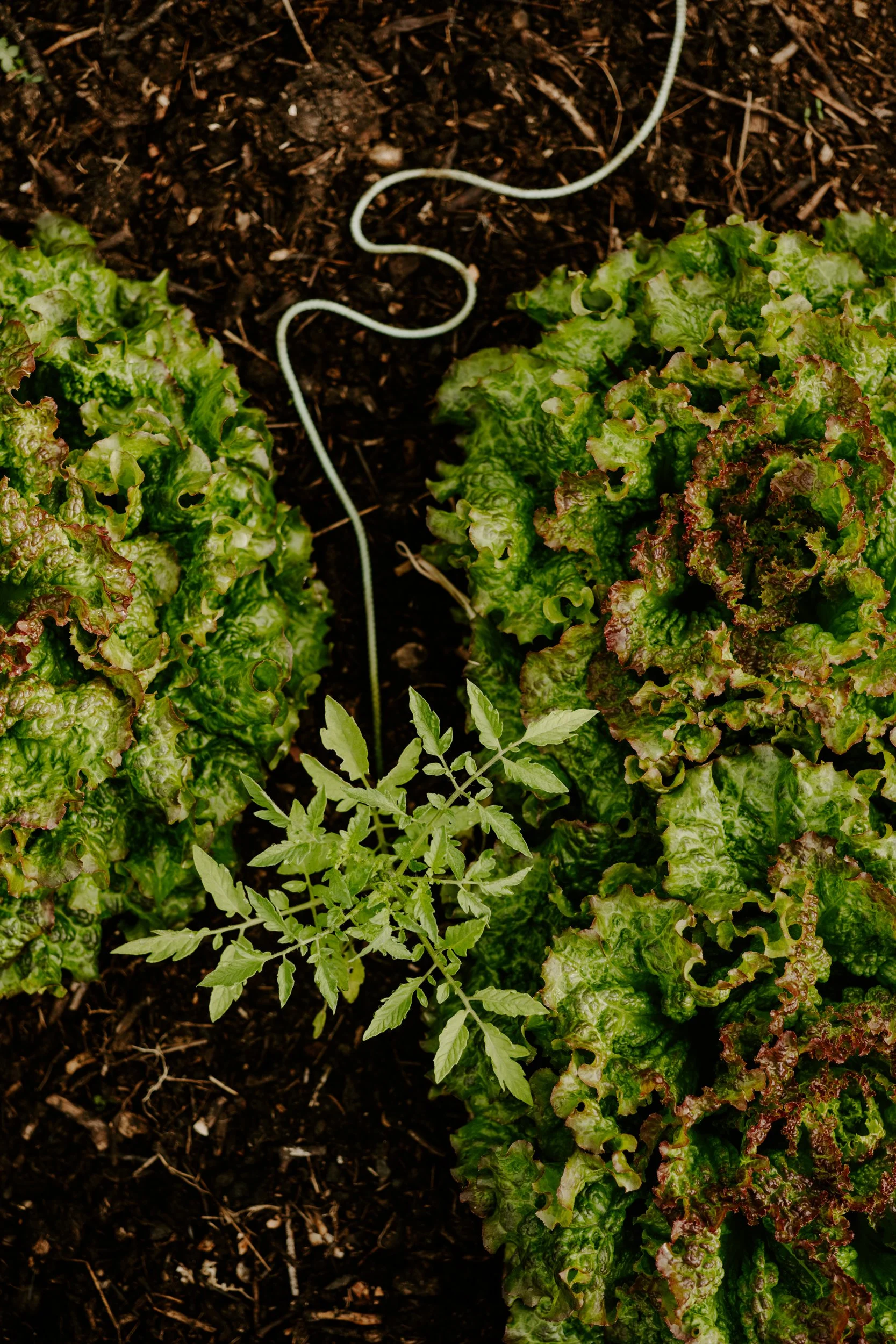 A Year at the Allotment_May 2026-112.jpg