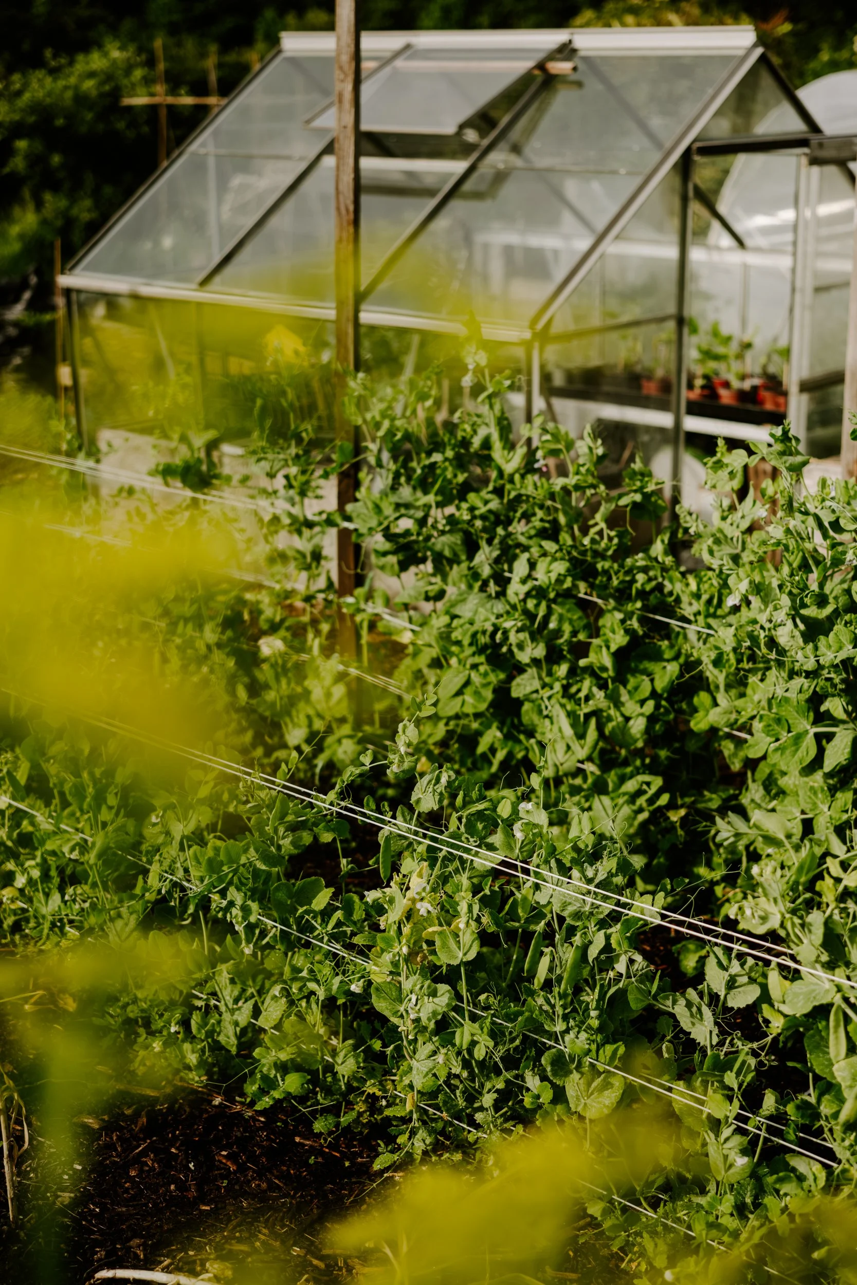 A Year at the Allotment_May 2026-195.jpg