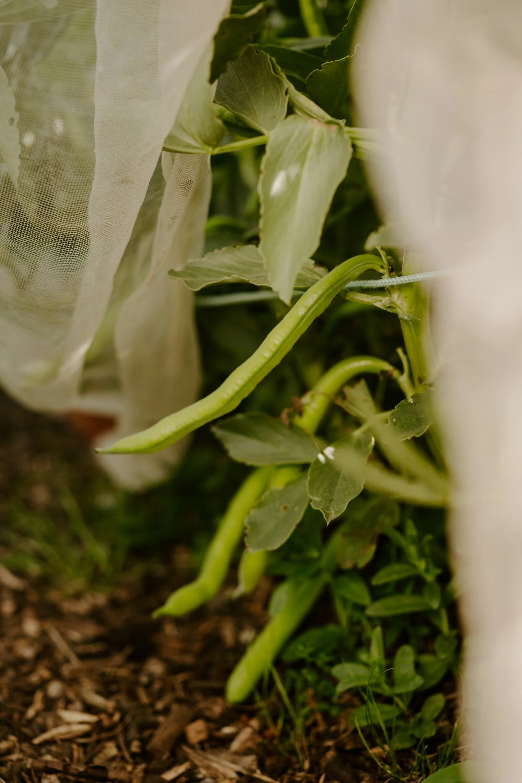 A Year At The Allotment_April-129.jpg