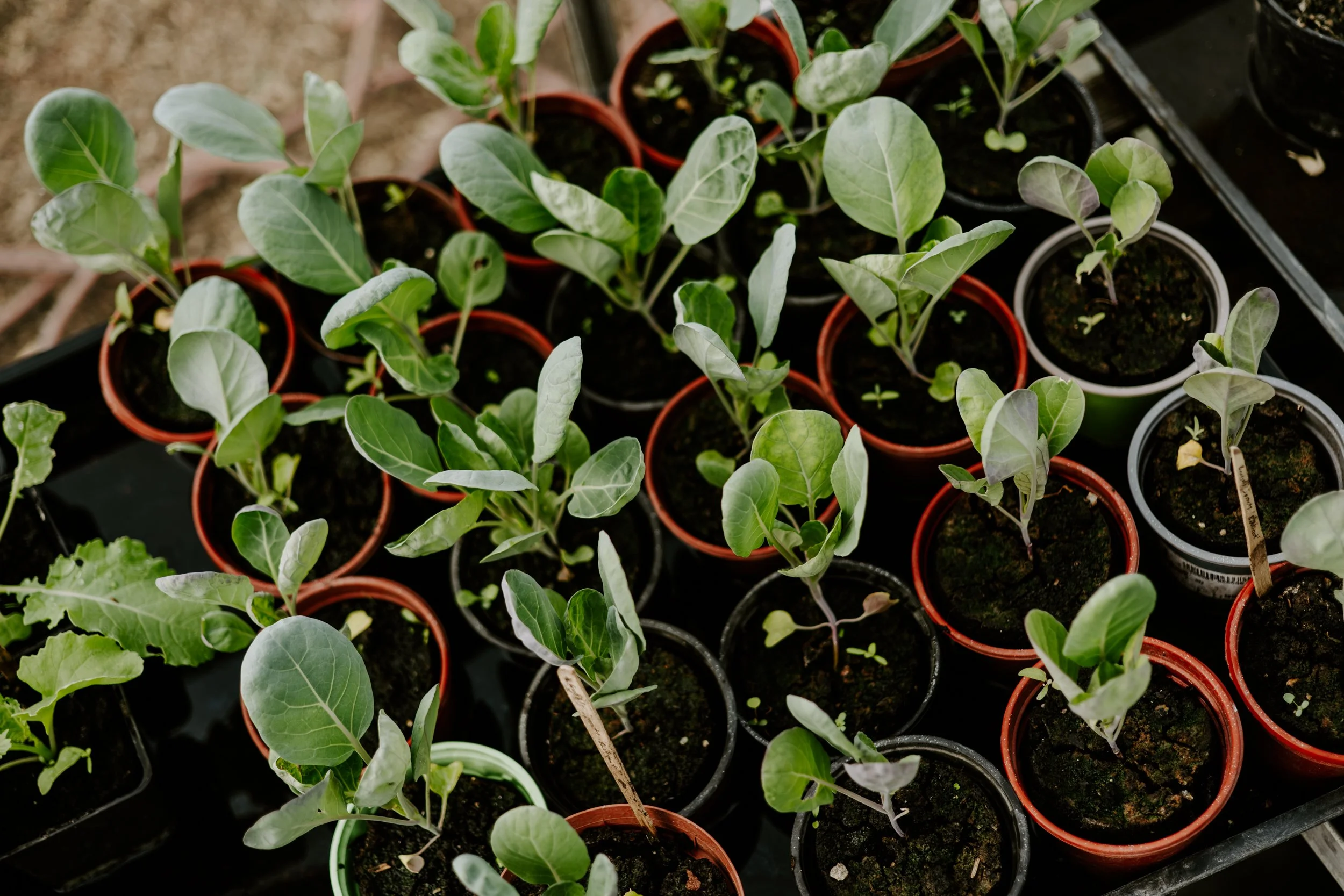 A Year at the Allotment_May 2026-150.jpg