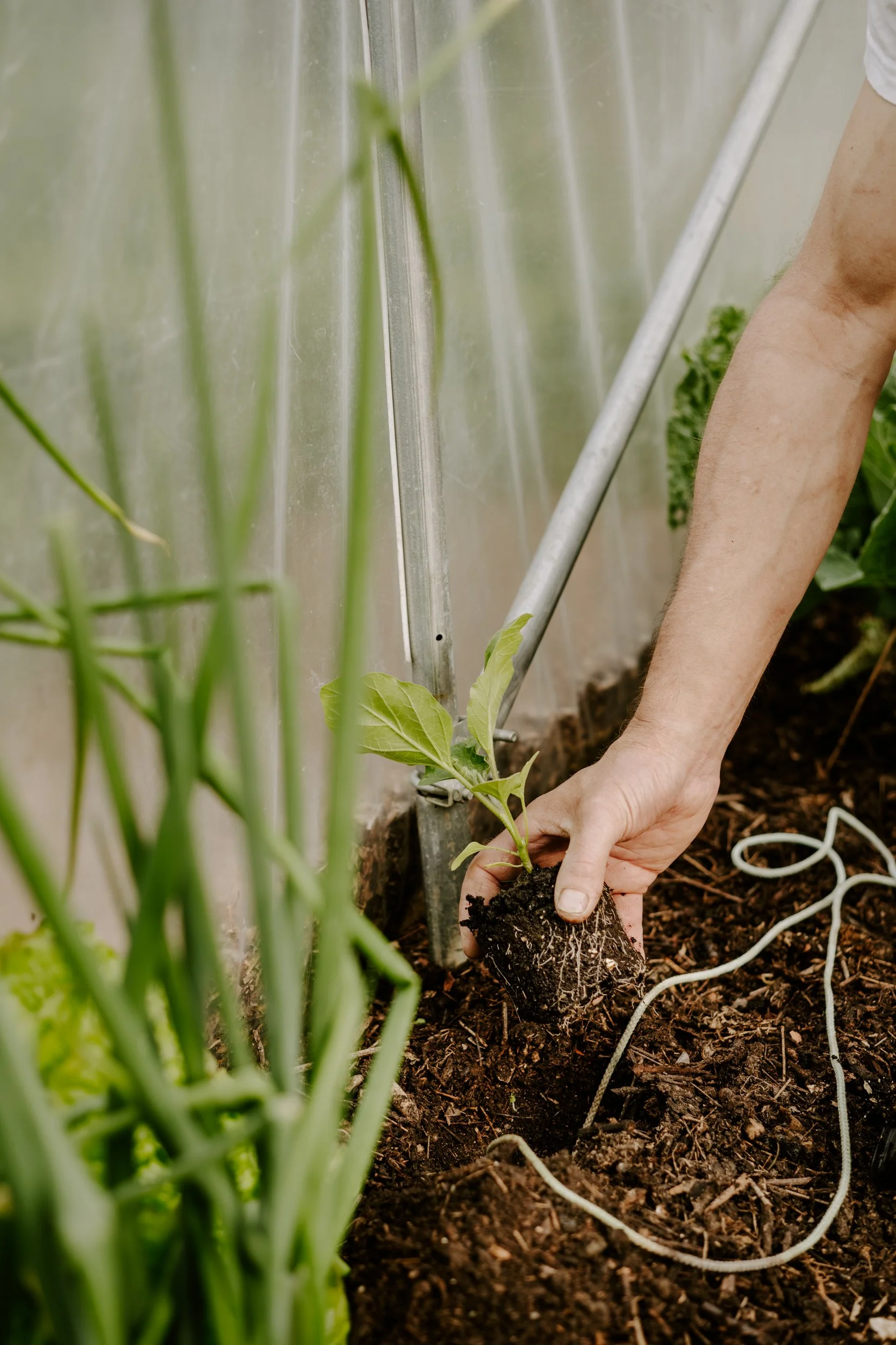 A Year at the Allotment_May 2026-109.jpg