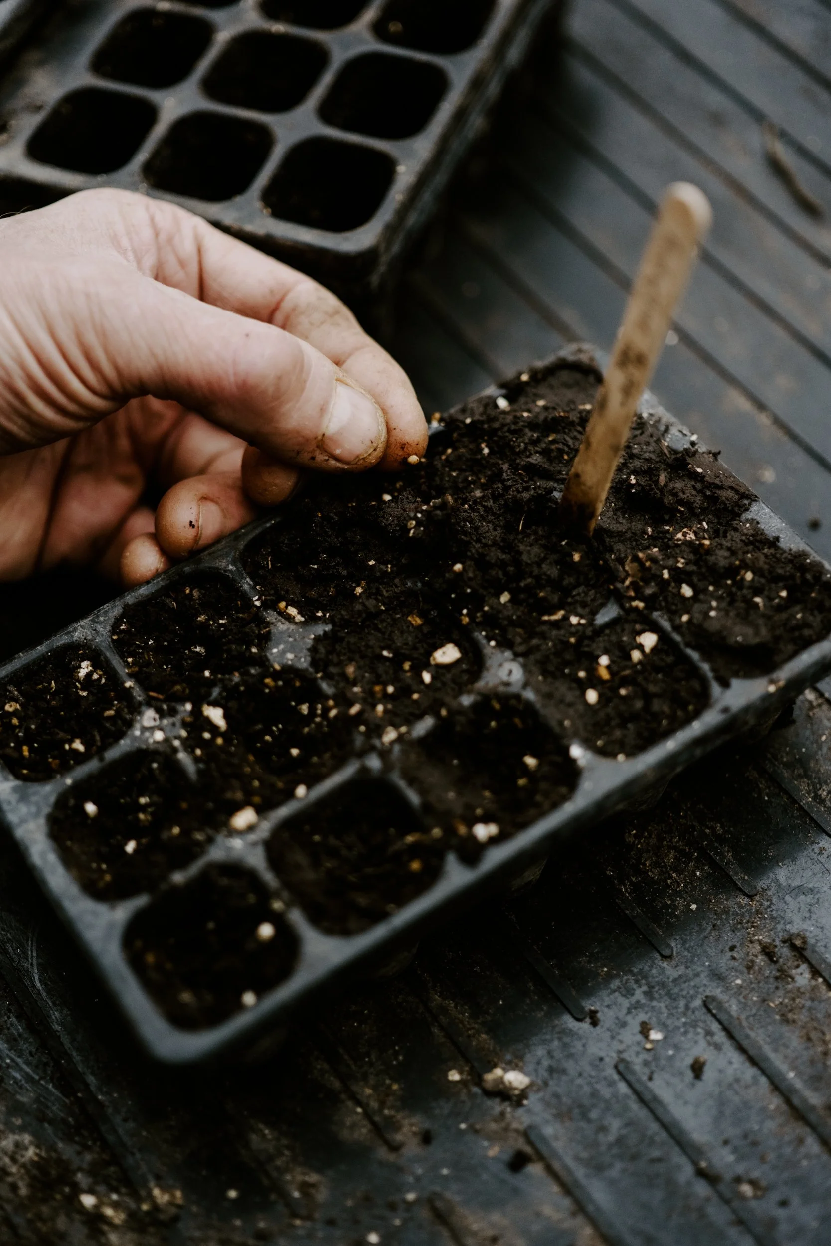 A Year on the Allotment_January 2026-114.jpg
