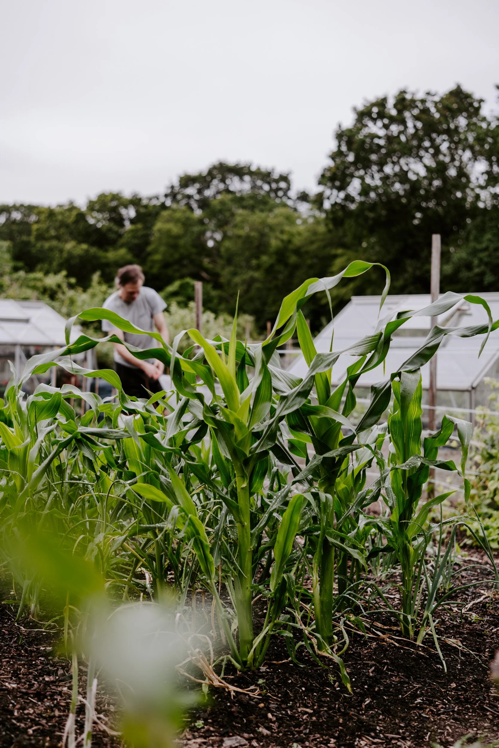 A Year At The Allotment_June-128.jpg